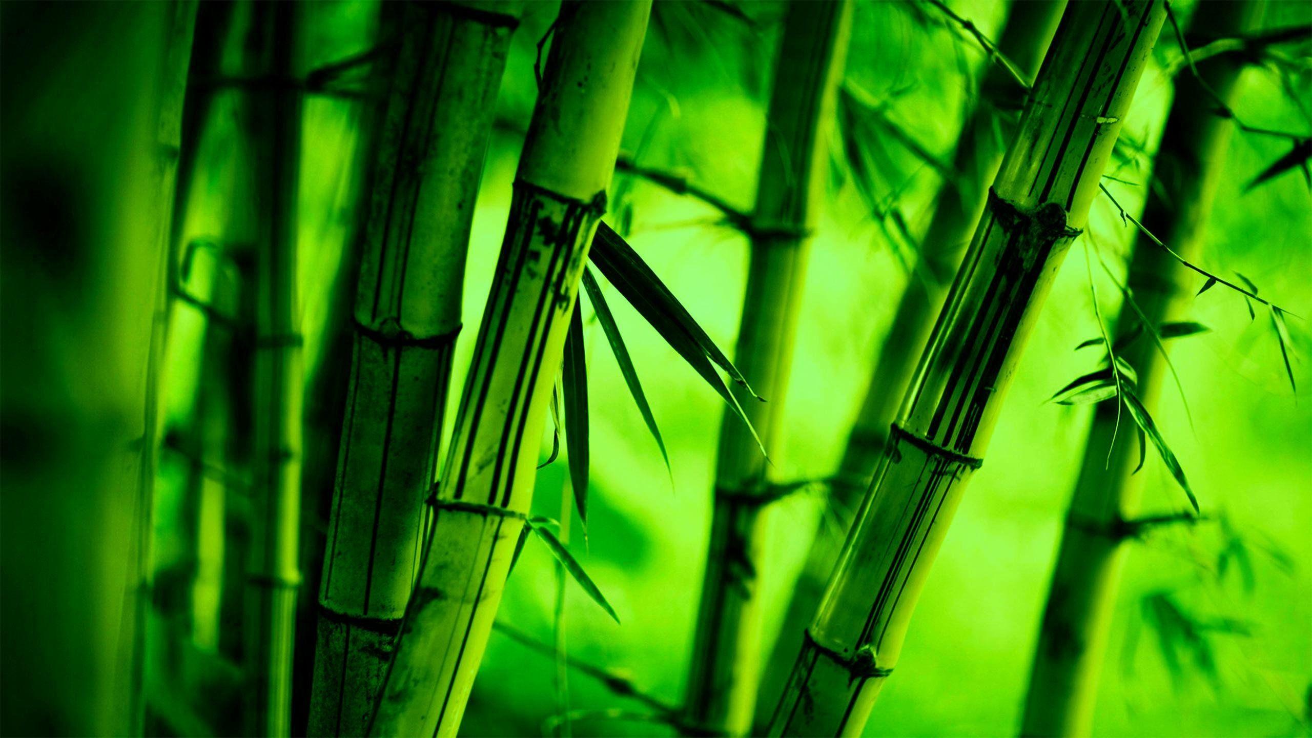 High Resolution Bamboo Background Design leafonsand