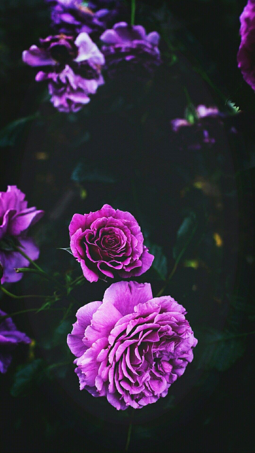 Purple Floral iPhone Wallpapers Top Free Purple Floral iPhone Backgrounds WallpaperAccess