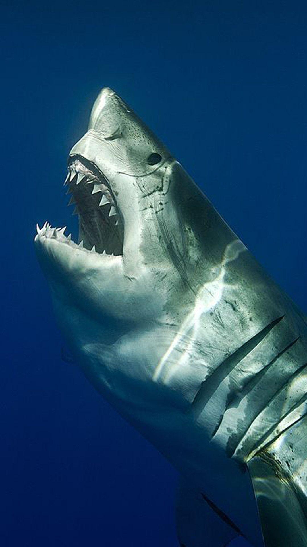 Great White Shark Wallpapers Top Free Great White Shark Backgrounds