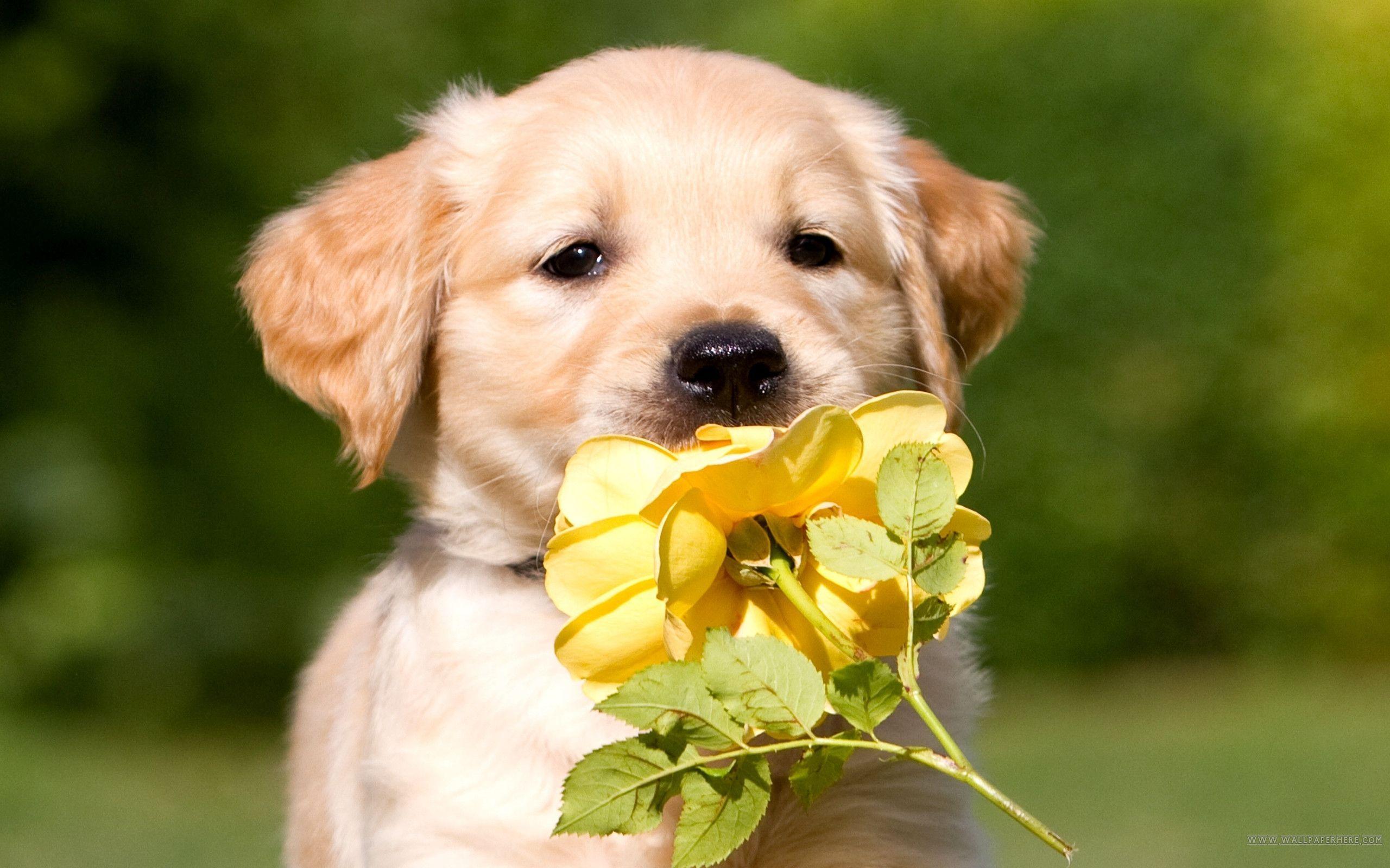 Golden Retriever Puppy Wallpapers Top Free Golden Retriever Puppy