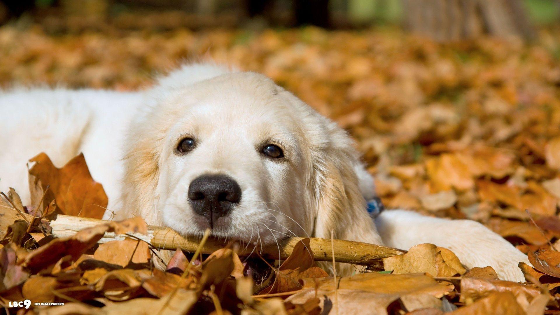 Golden Retriever Puppy Wallpapers Top Free Golden Retriever Puppy