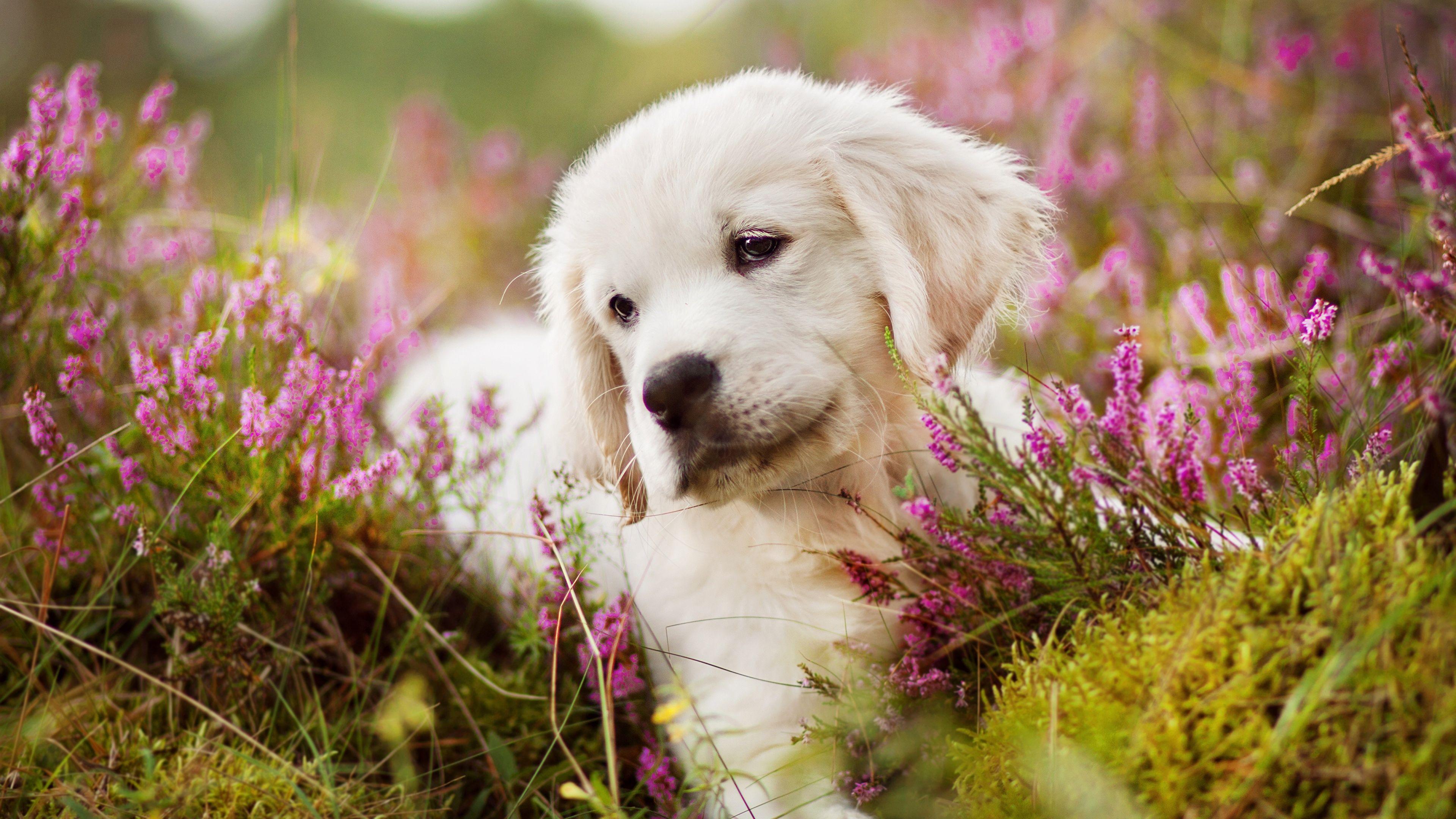Golden Retriever Puppy Wallpapers Top Free Golden Retriever Puppy