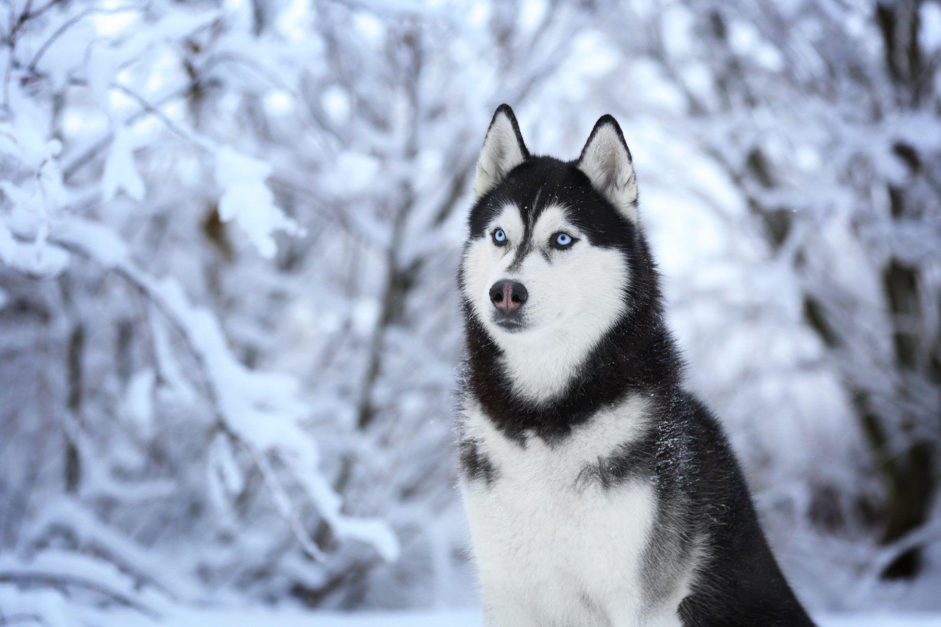 Siberian Husky Dog Wallpapers Top Free Siberian Husky Dog Backgrounds