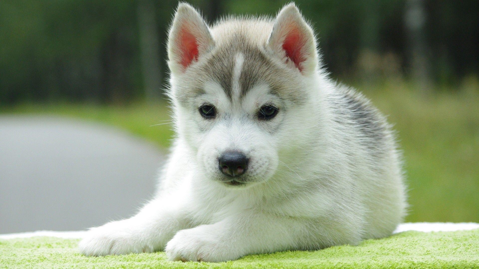 Baby Husky Wallpapers Top Free Baby Husky Backgrounds WallpaperAccess