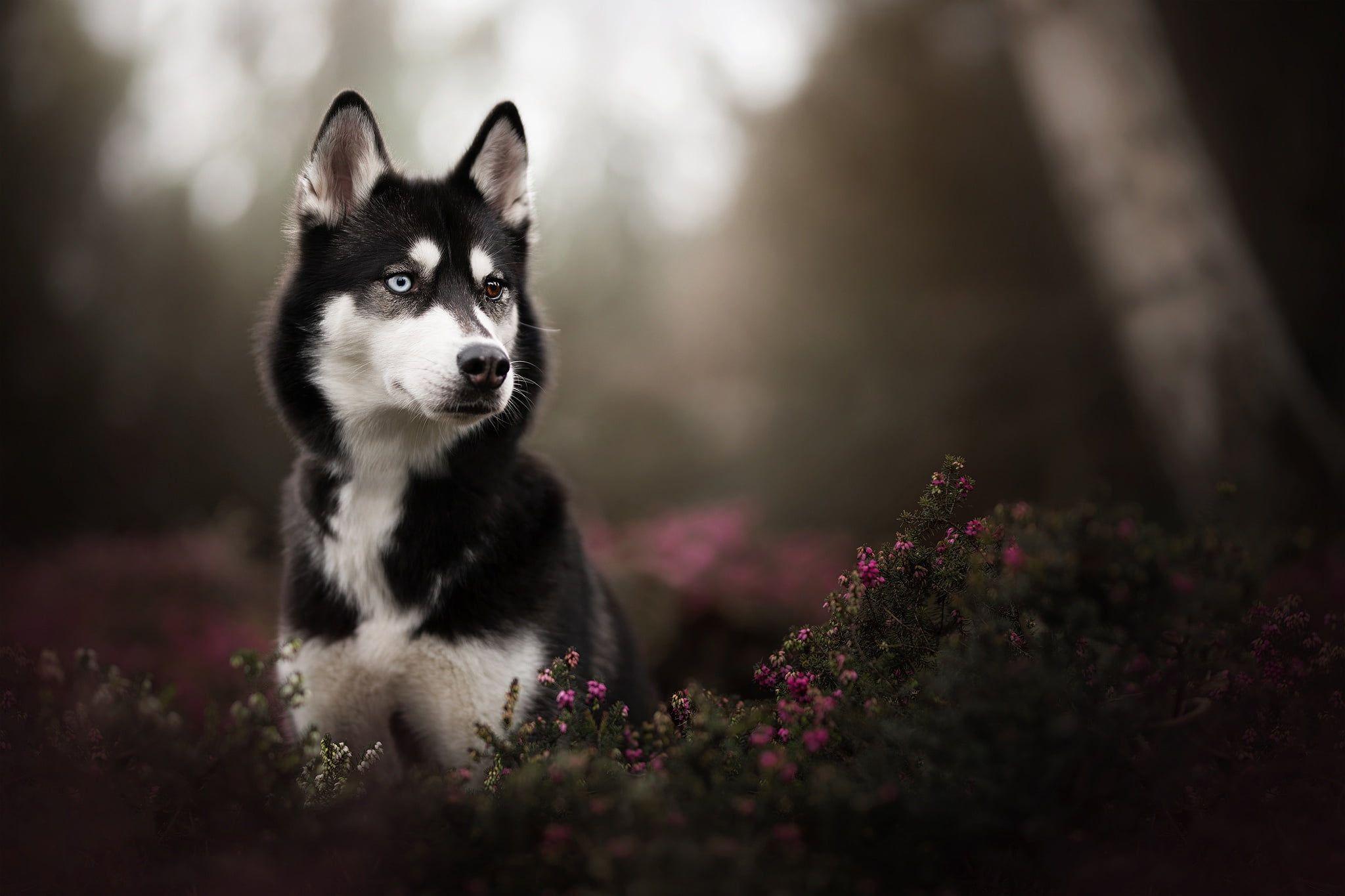 Husky Puppies Wallpapers Top Free Husky Puppies Backgrounds