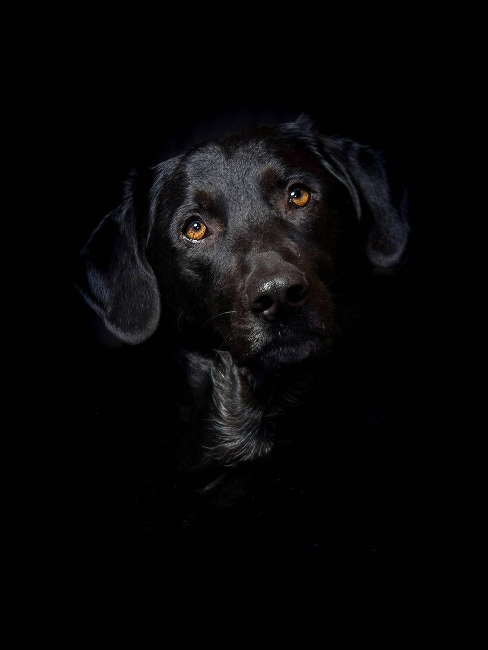 Black Labrador Wallpapers Top Free Black Labrador Backgrounds