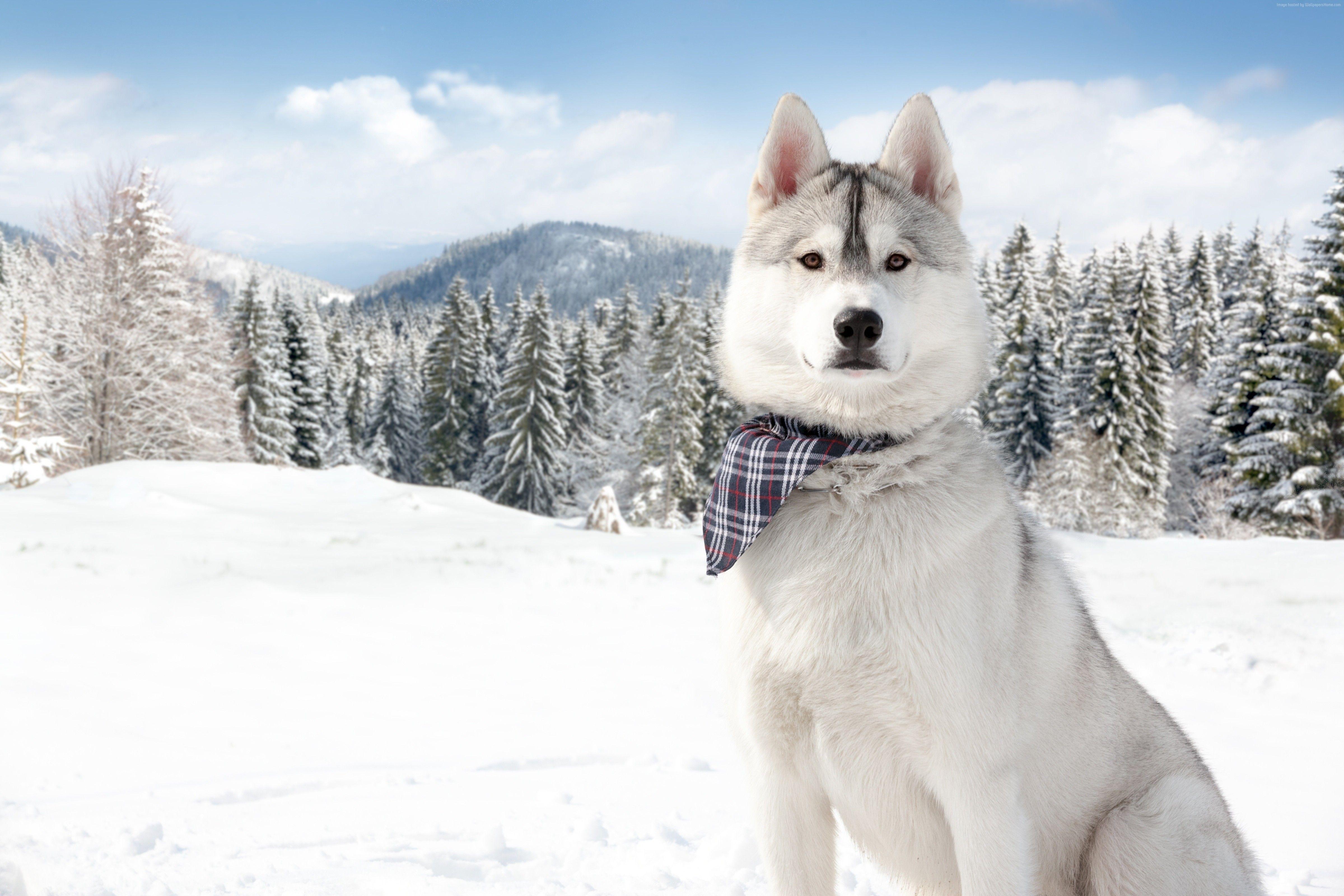 White Husky Wallpapers Top Free White Husky Backgrounds WallpaperAccess