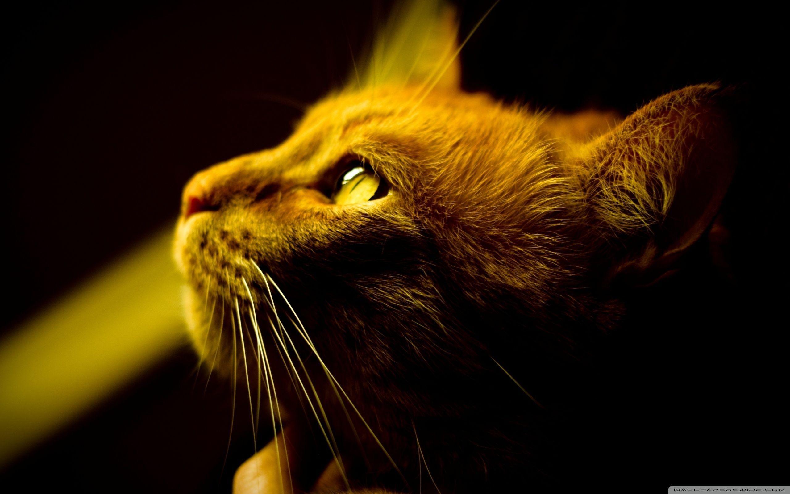 HD Profile Wallpapers Top Free HD Profile Backgrounds WallpaperAccess