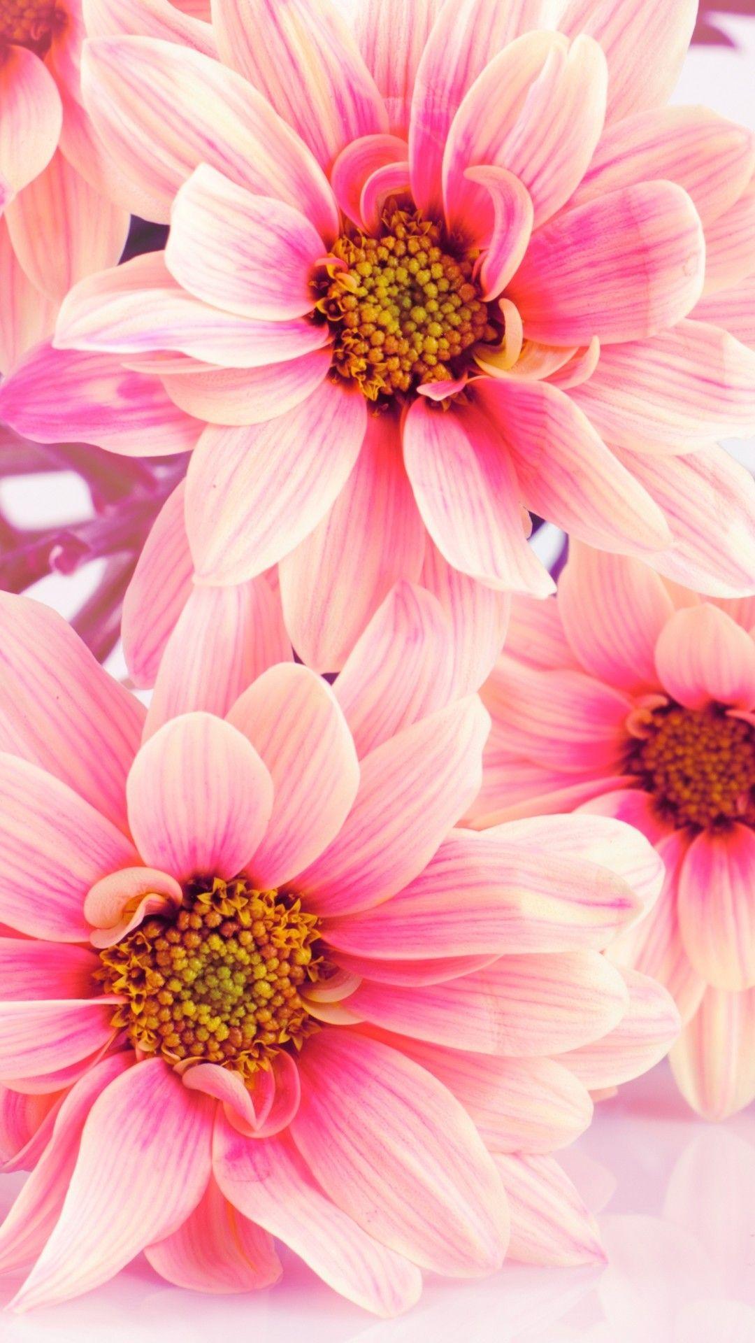 Flowers iPhone 8 Plus Wallpapers Top Free Flowers iPhone 8 Plus