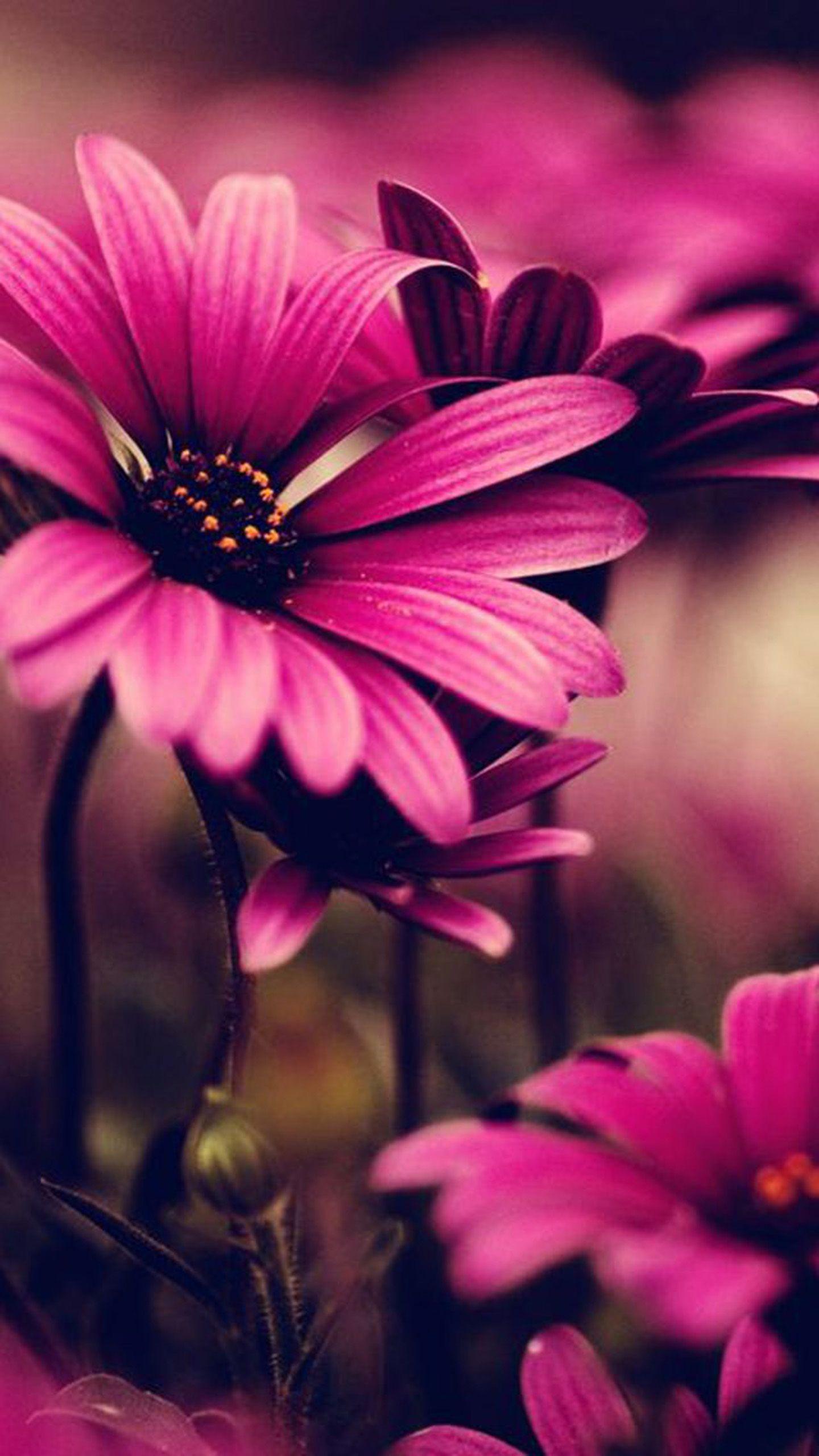 Flower iPhone 6 Plus Wallpapers Top Free Flower iPhone 6 Plus Backgrounds WallpaperAccess
