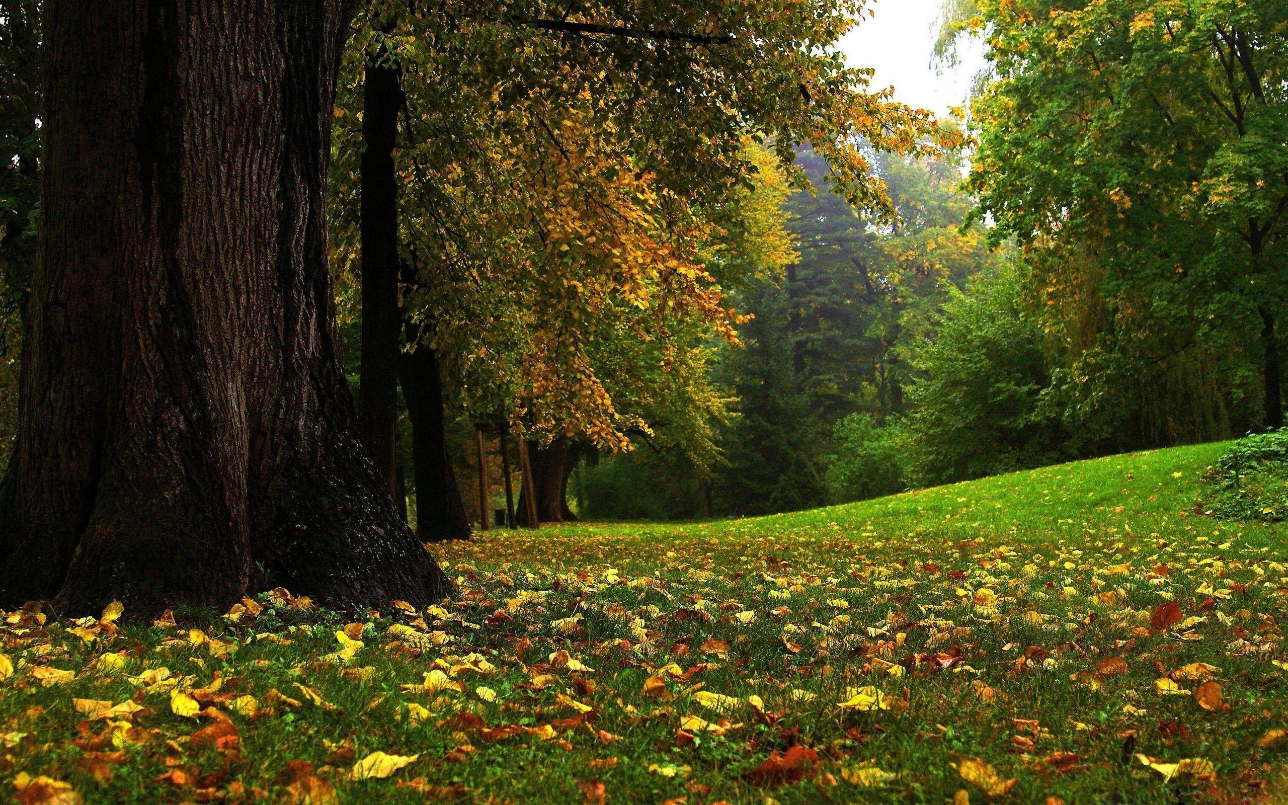 Beautiful Forest HD Wallpapers Top Free Beautiful Forest HD