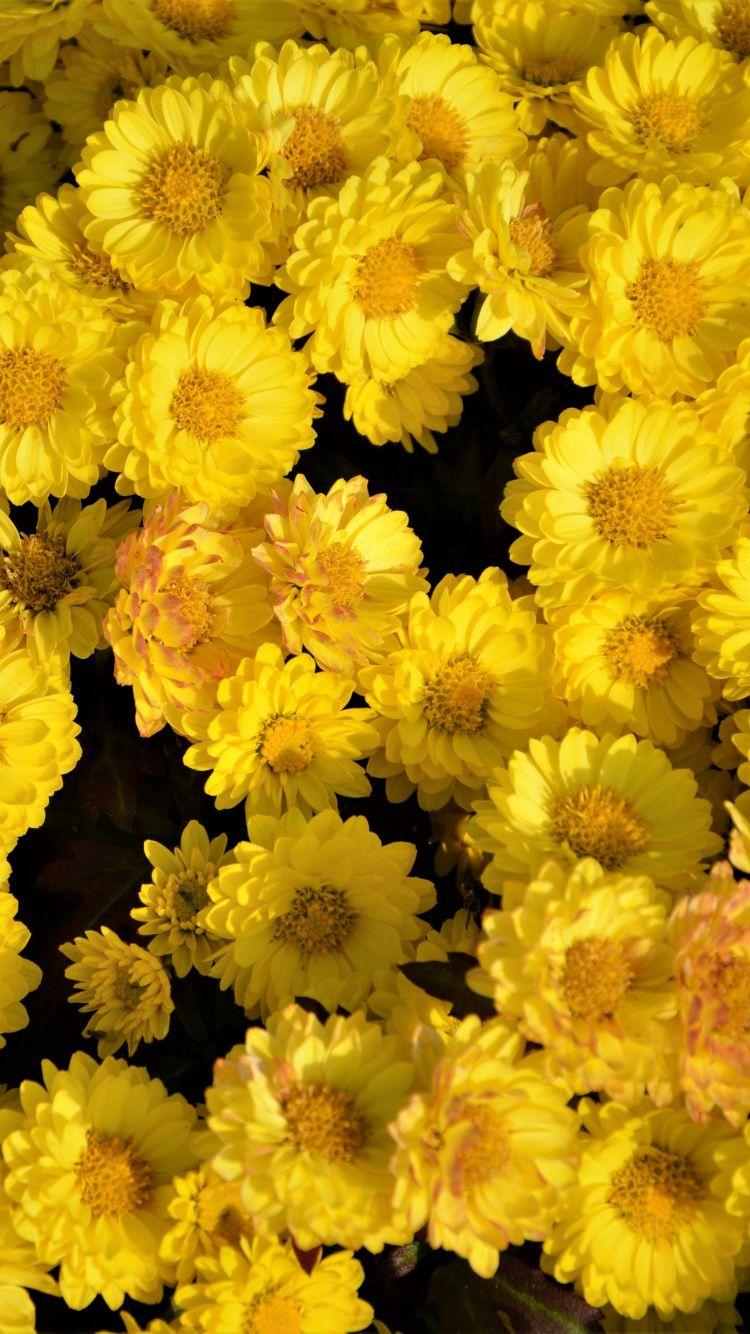 Yellow Flower iPhone Wallpapers Top Free Yellow Flower iPhone