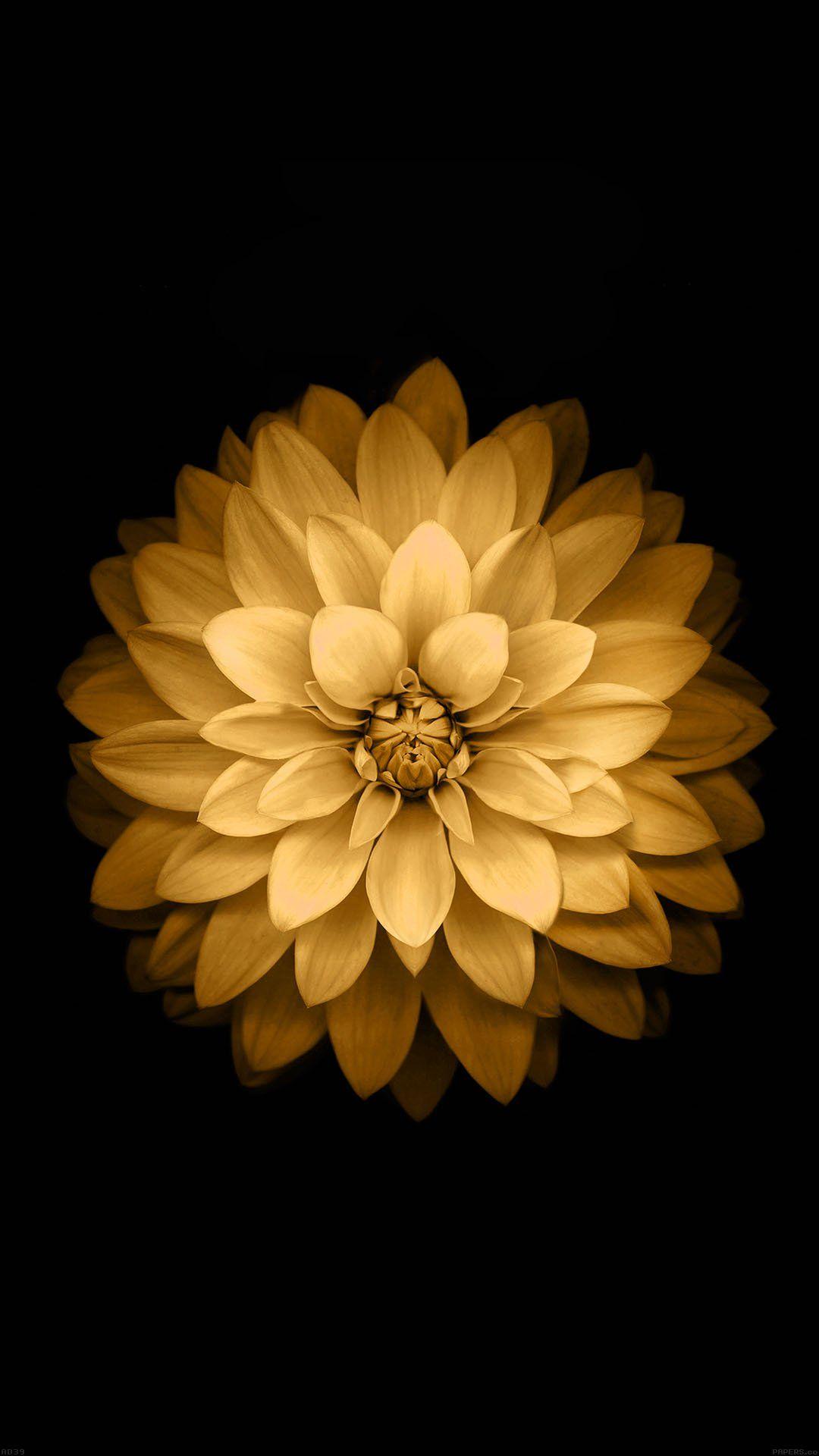 Yellow Flower iPhone Wallpapers Top Free Yellow Flower iPhone