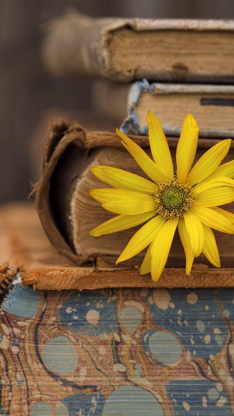 Books and Flowers Wallpapers Top Free Books and Flowers Backgrounds