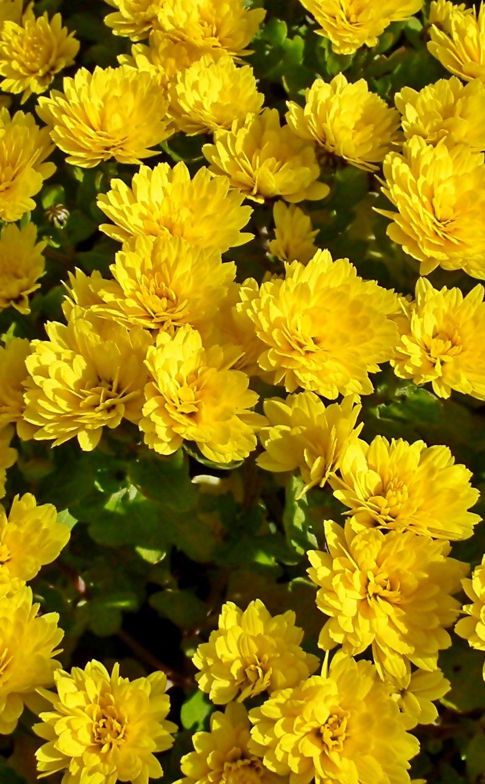 Yellow Flower iPhone Wallpapers Top Free Yellow Flower iPhone