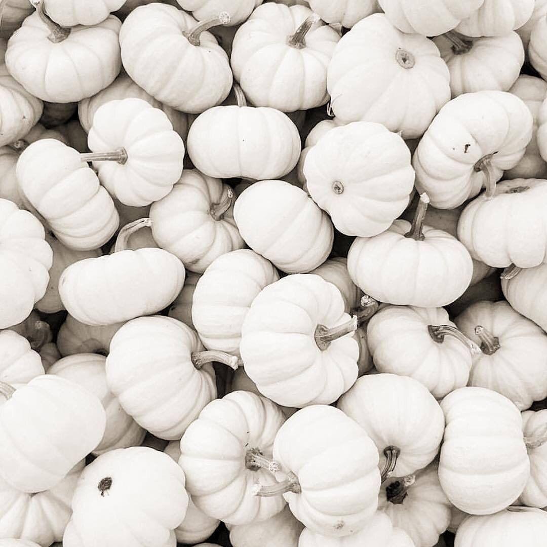 Top 75+ white pumpkins wallpaper in.cdgdbentre