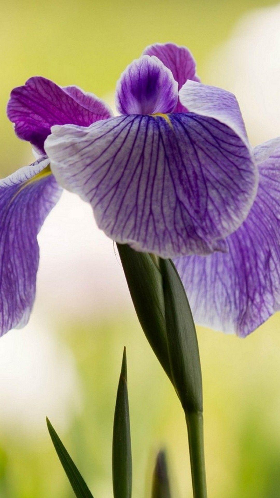 Iris Flower Wallpapers Top Free Iris Flower Backgrounds WallpaperAccess