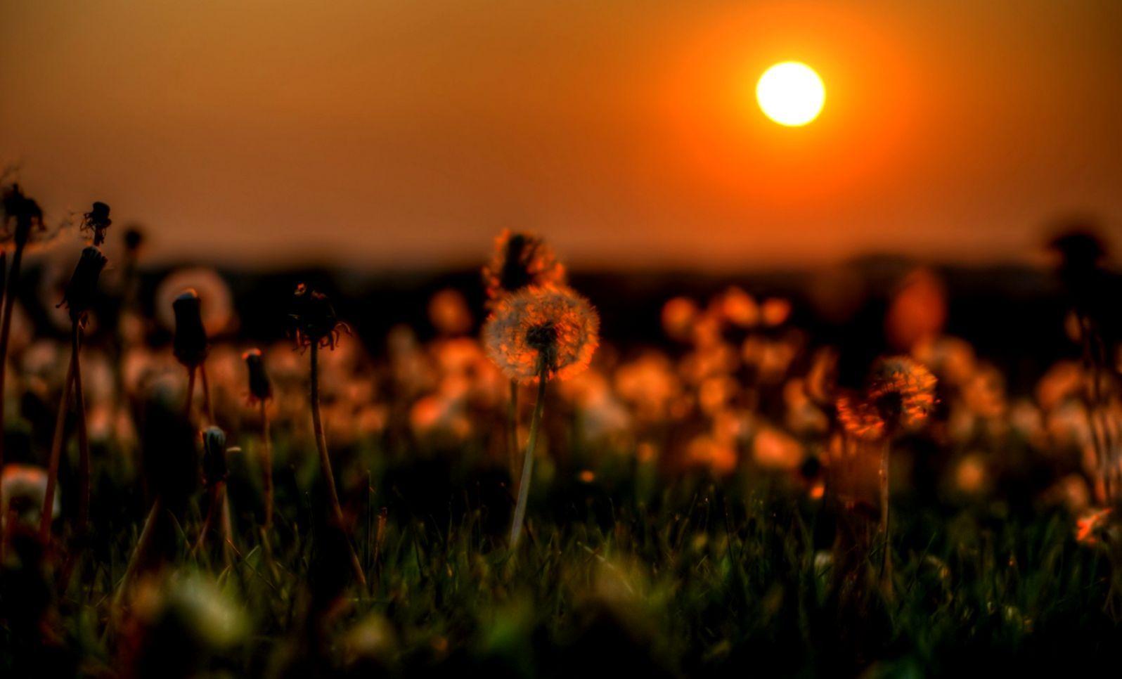 Flower Sunset Wallpapers Top Free Flower Sunset Backgrounds