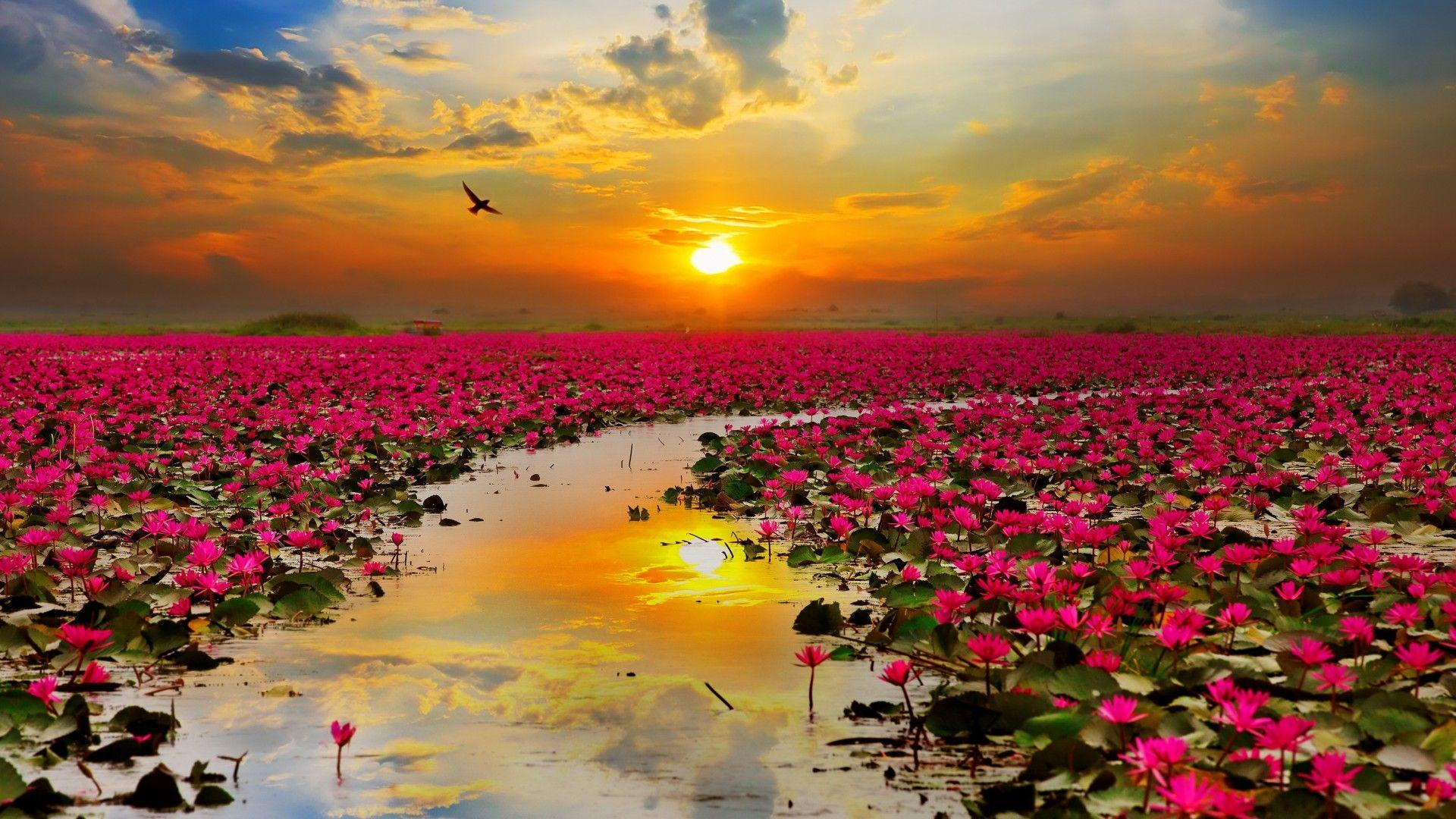 Flower Sunset Wallpapers Top Free Flower Sunset Backgrounds