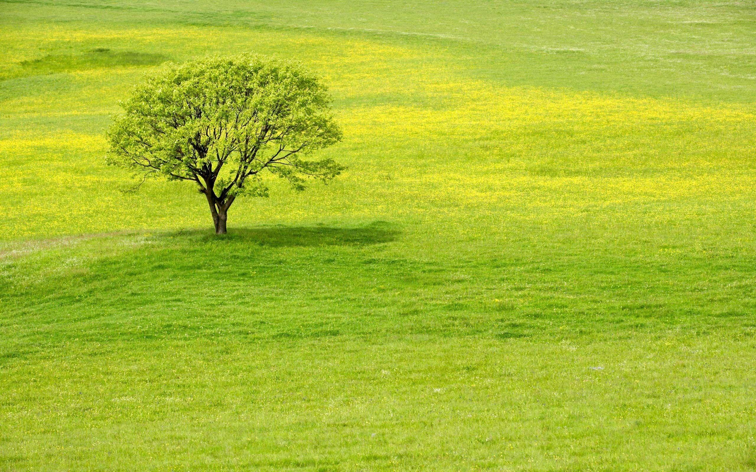 Greenery Wallpapers Top Free Greenery Backgrounds WallpaperAccess