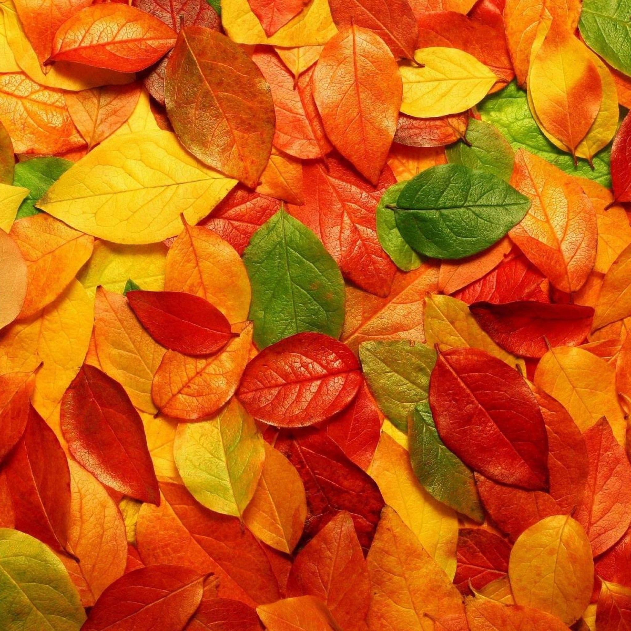 Leaves iPad Wallpapers Top Free Leaves iPad Backgrounds WallpaperAccess