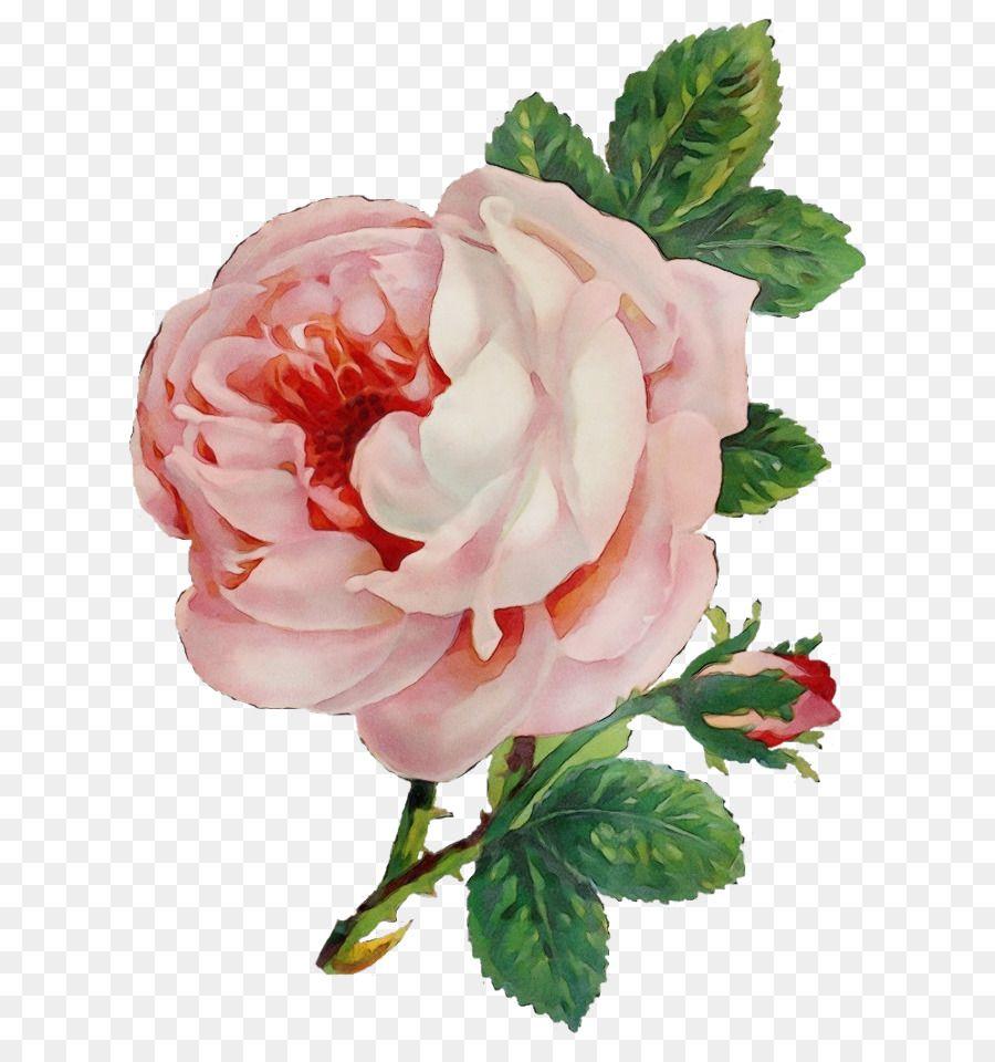 Flowers iPhone 8 Plus Wallpapers Top Free Flowers iPhone 8 Plus