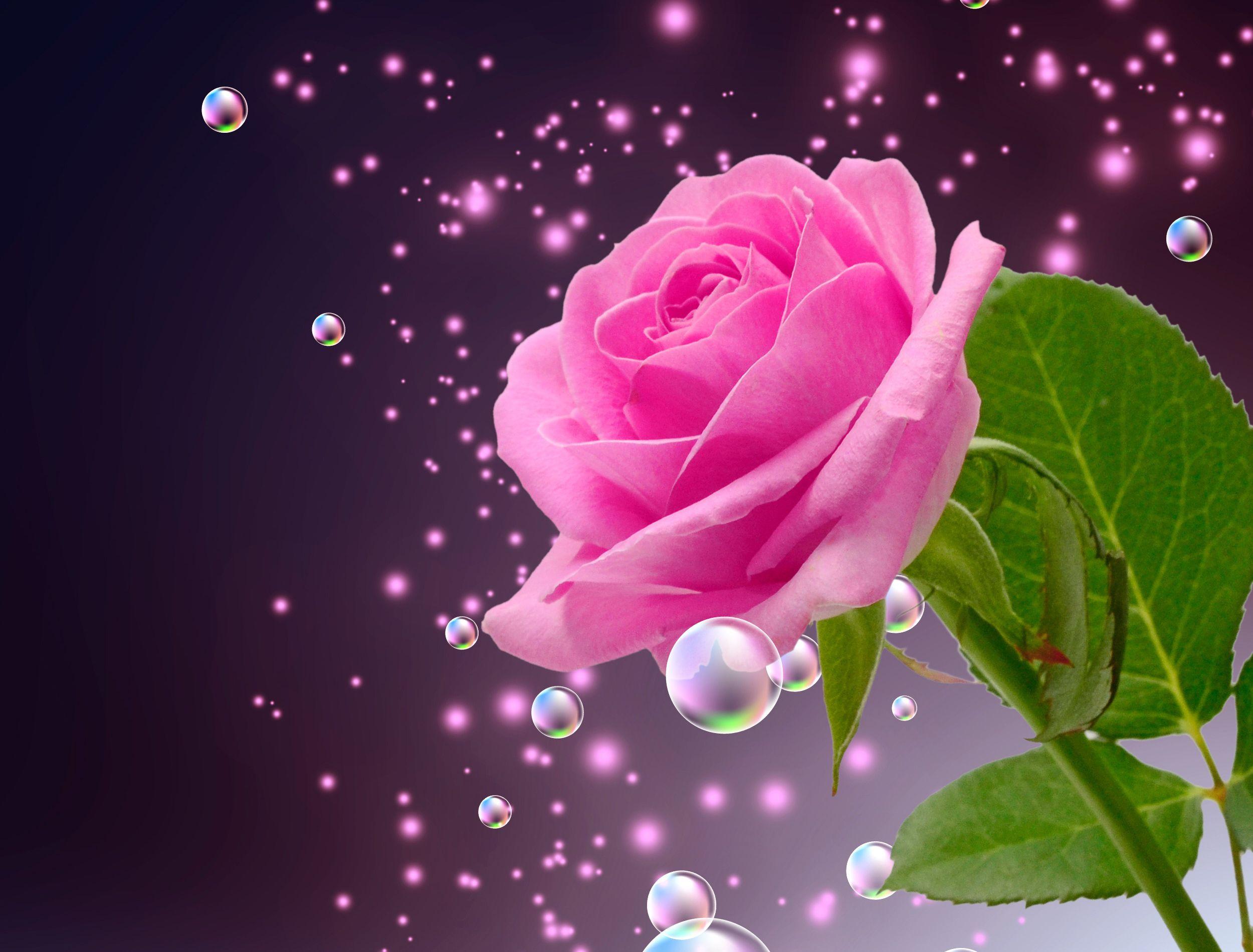 Colorful Roses Wallpapers Top Free Colorful Roses Backgrounds