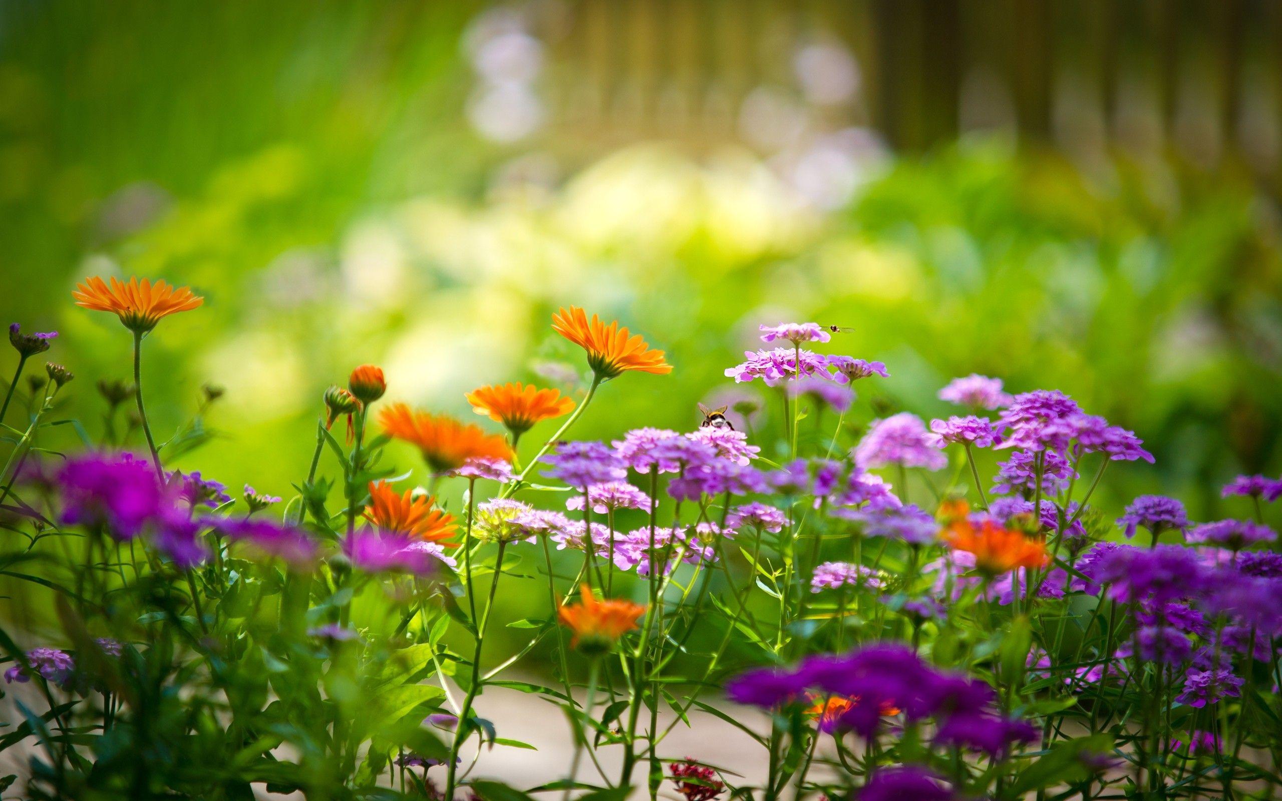 Summer Garden Wallpapers Top Free Summer Garden Backgrounds