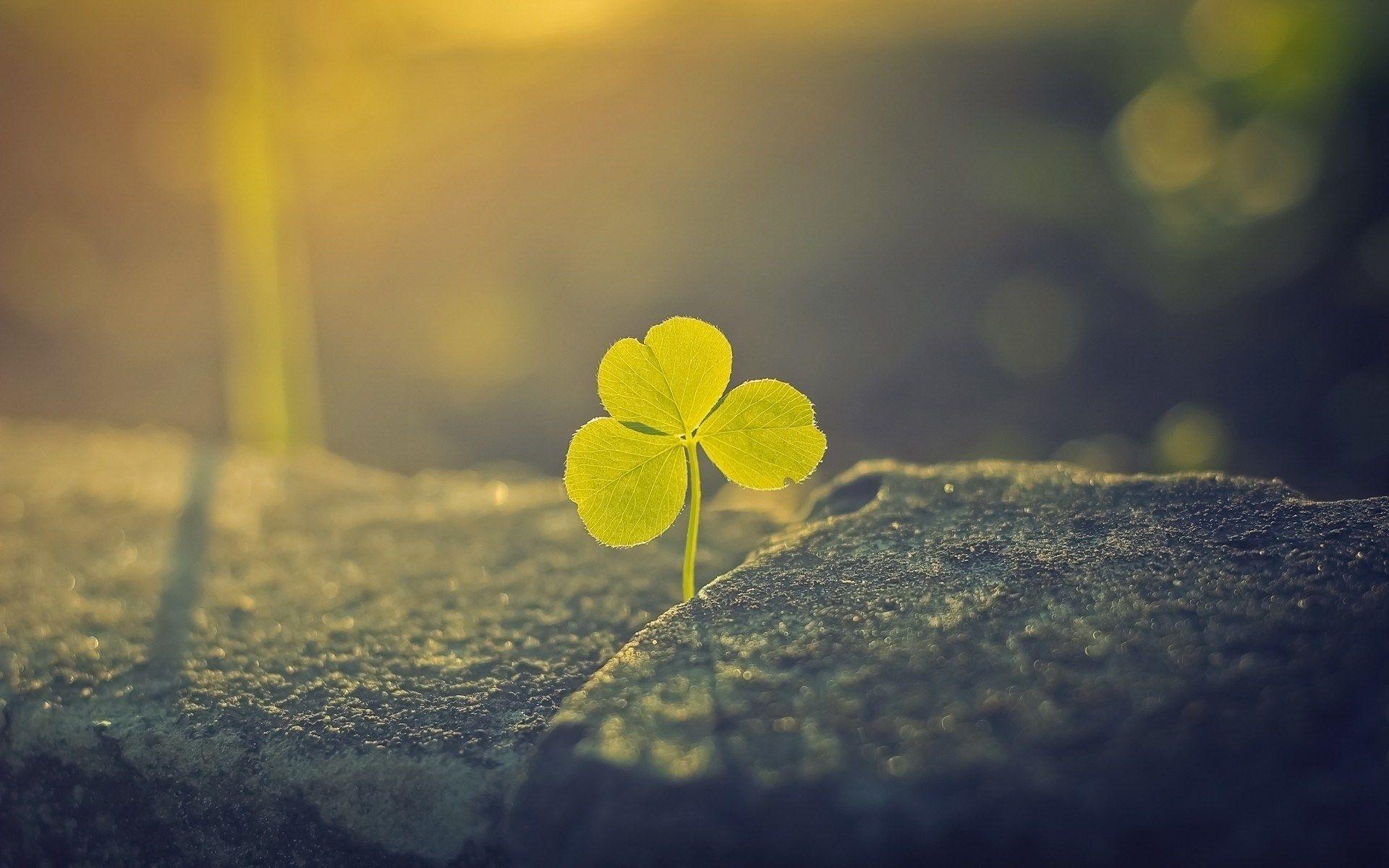 Lucky Wallpapers Top Free Lucky Backgrounds WallpaperAccess