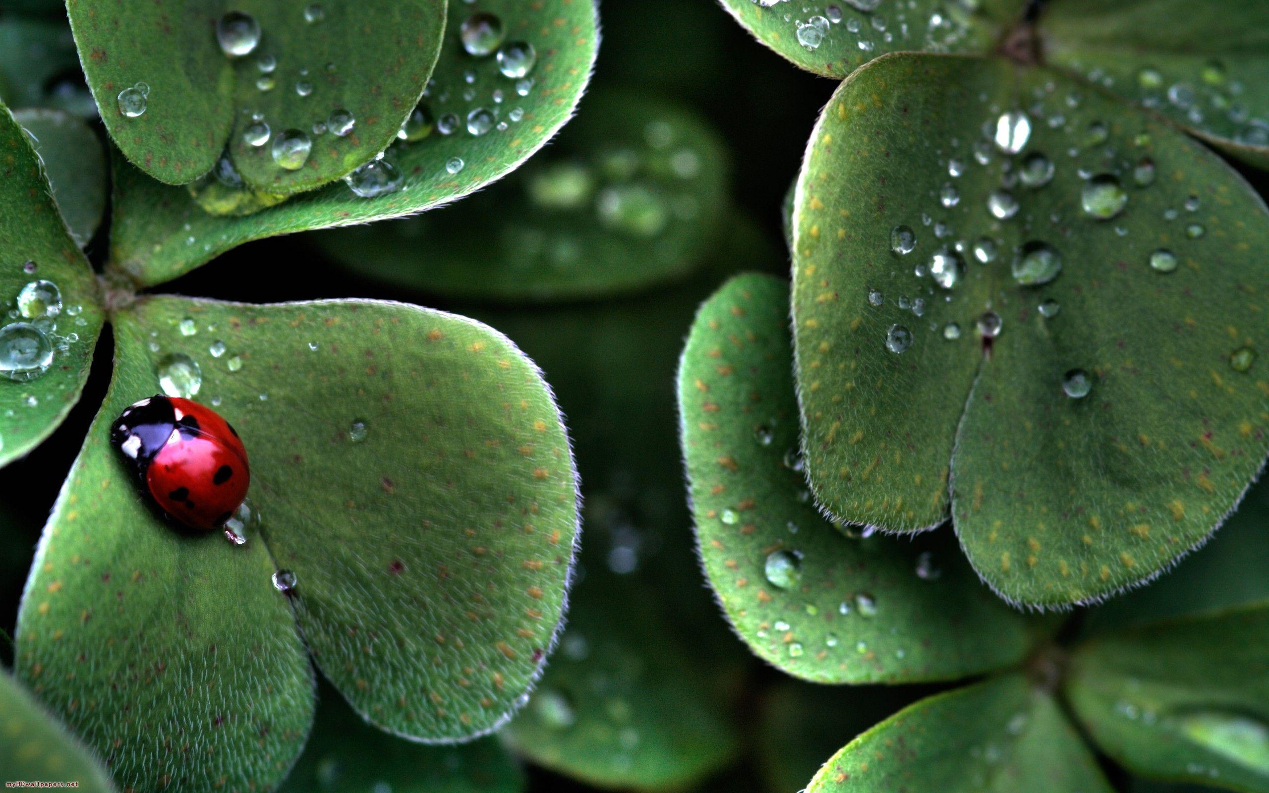 Lucky Wallpapers Top Free Lucky Backgrounds WallpaperAccess