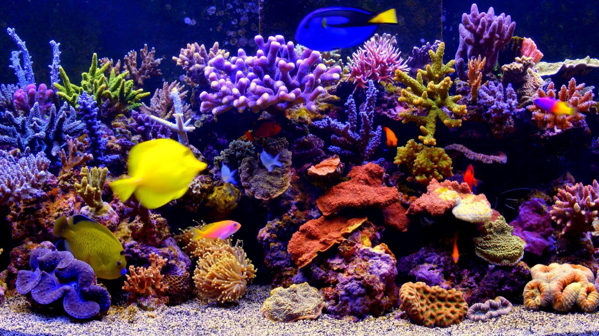 Live Aquarium Wallpapers Top Free Live Aquarium Backgrounds