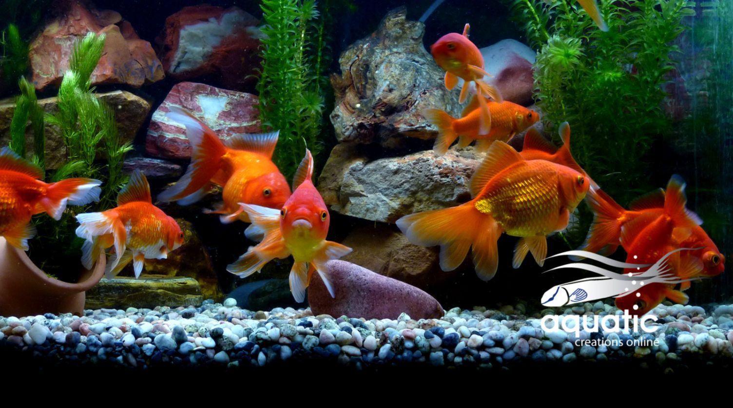 HD Aquarium Wallpapers Top Free HD Aquarium Backgrounds WallpaperAccess