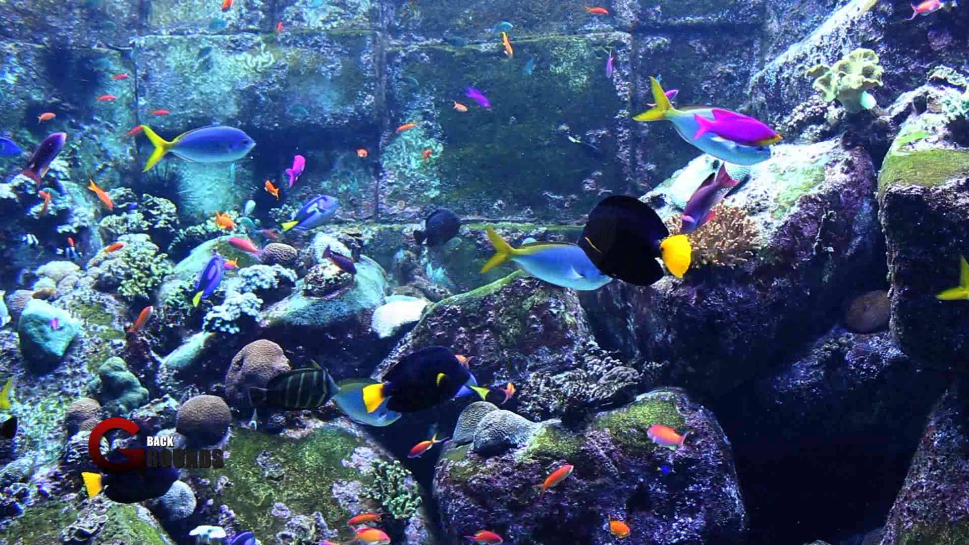 HD Aquarium Wallpapers Top Free HD Aquarium Backgrounds WallpaperAccess