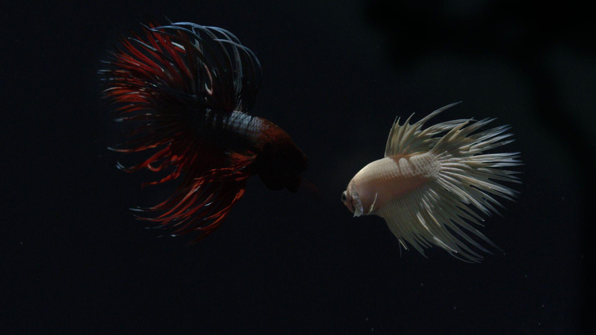 Live Fish Wallpapers Top Free Live Fish Backgrounds WallpaperAccess