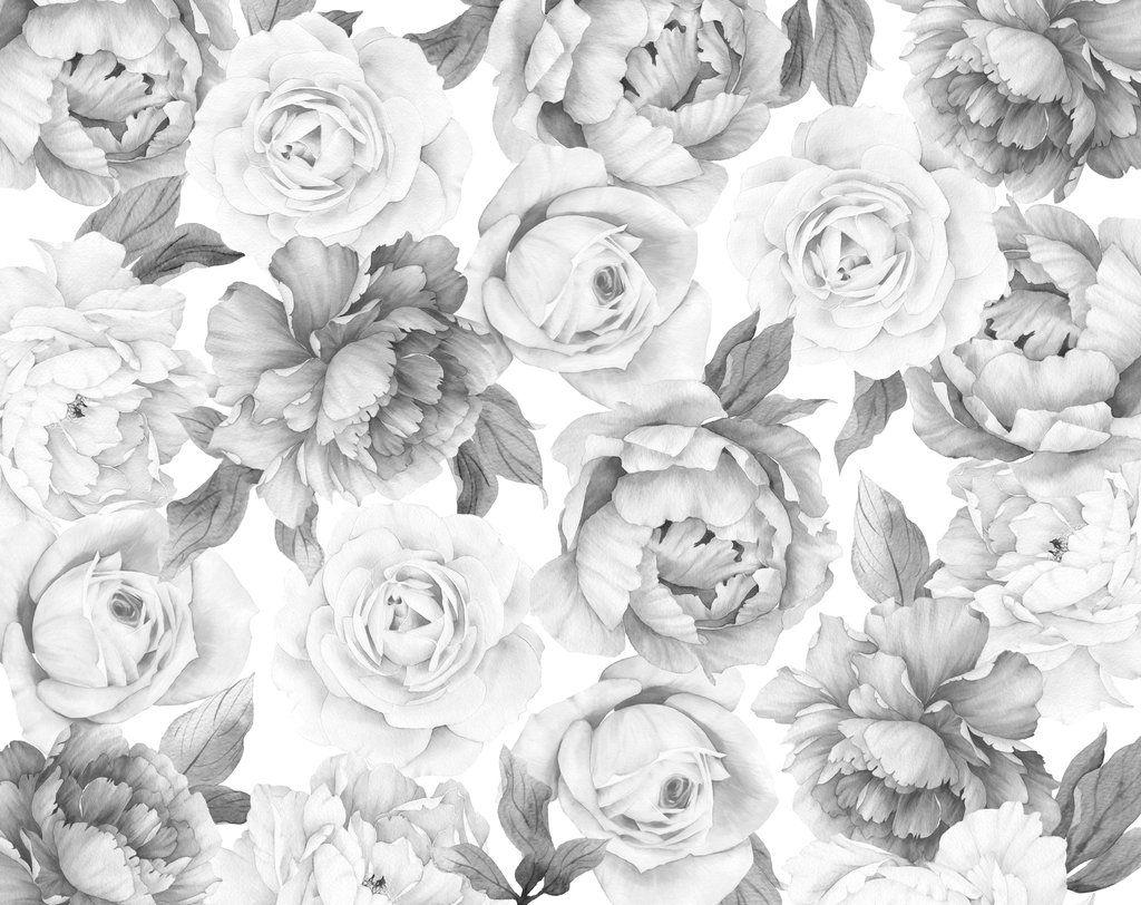 Black and White Peony Wallpapers Top Free Black and White Peony