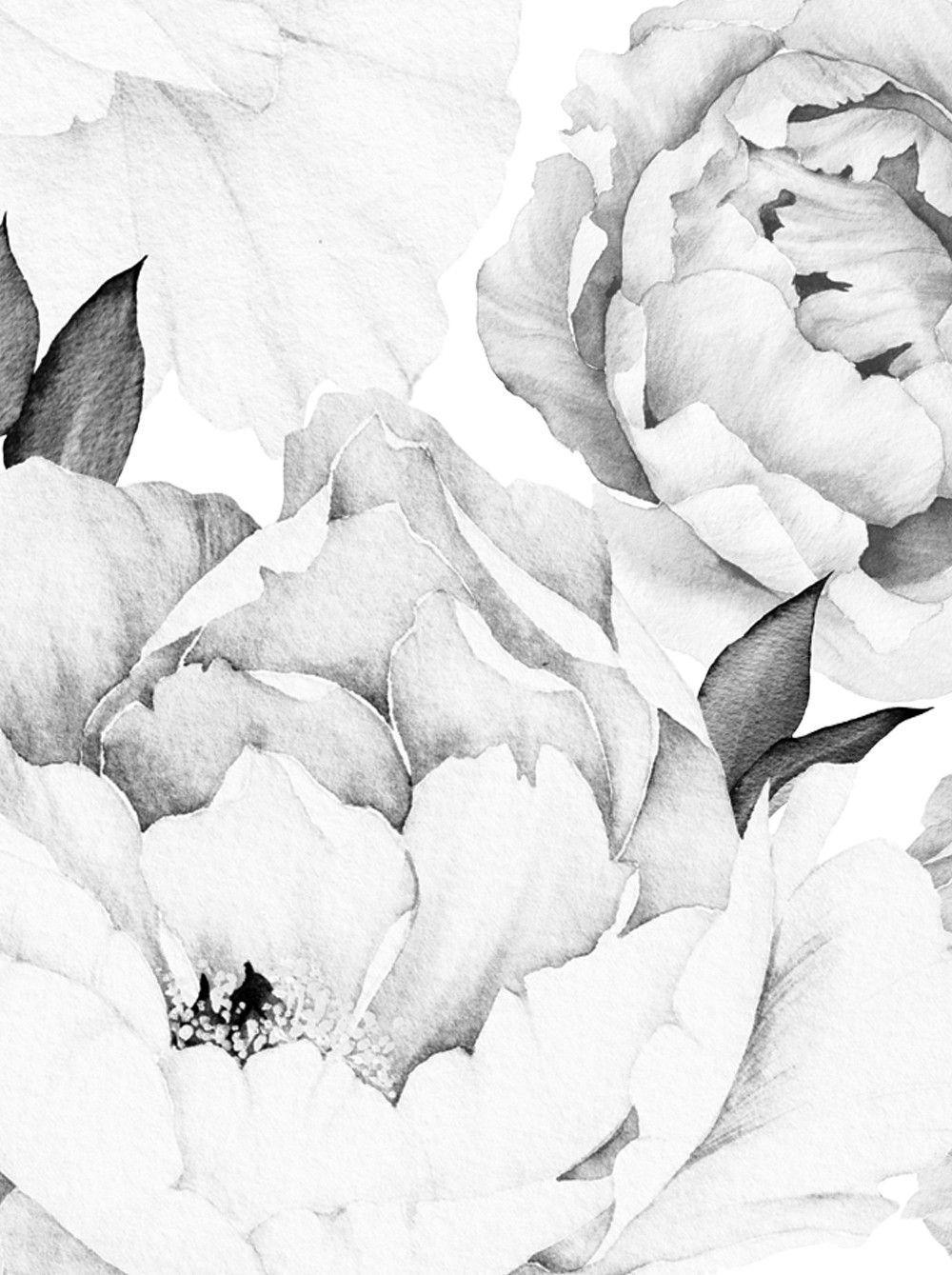 Black and White Peony Wallpapers Top Free Black and White Peony
