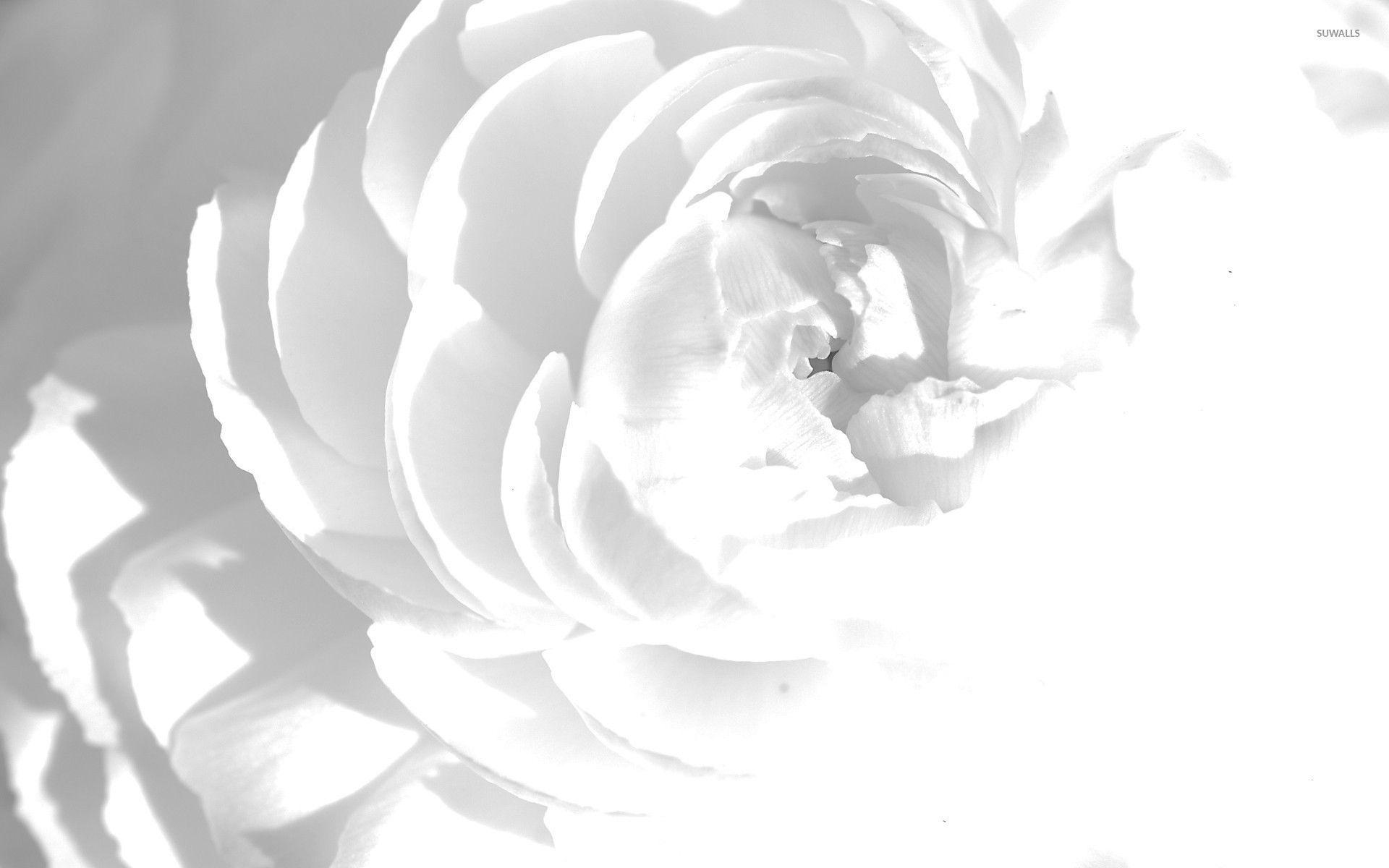 Black and White Peony Wallpapers Top Free Black and White Peony