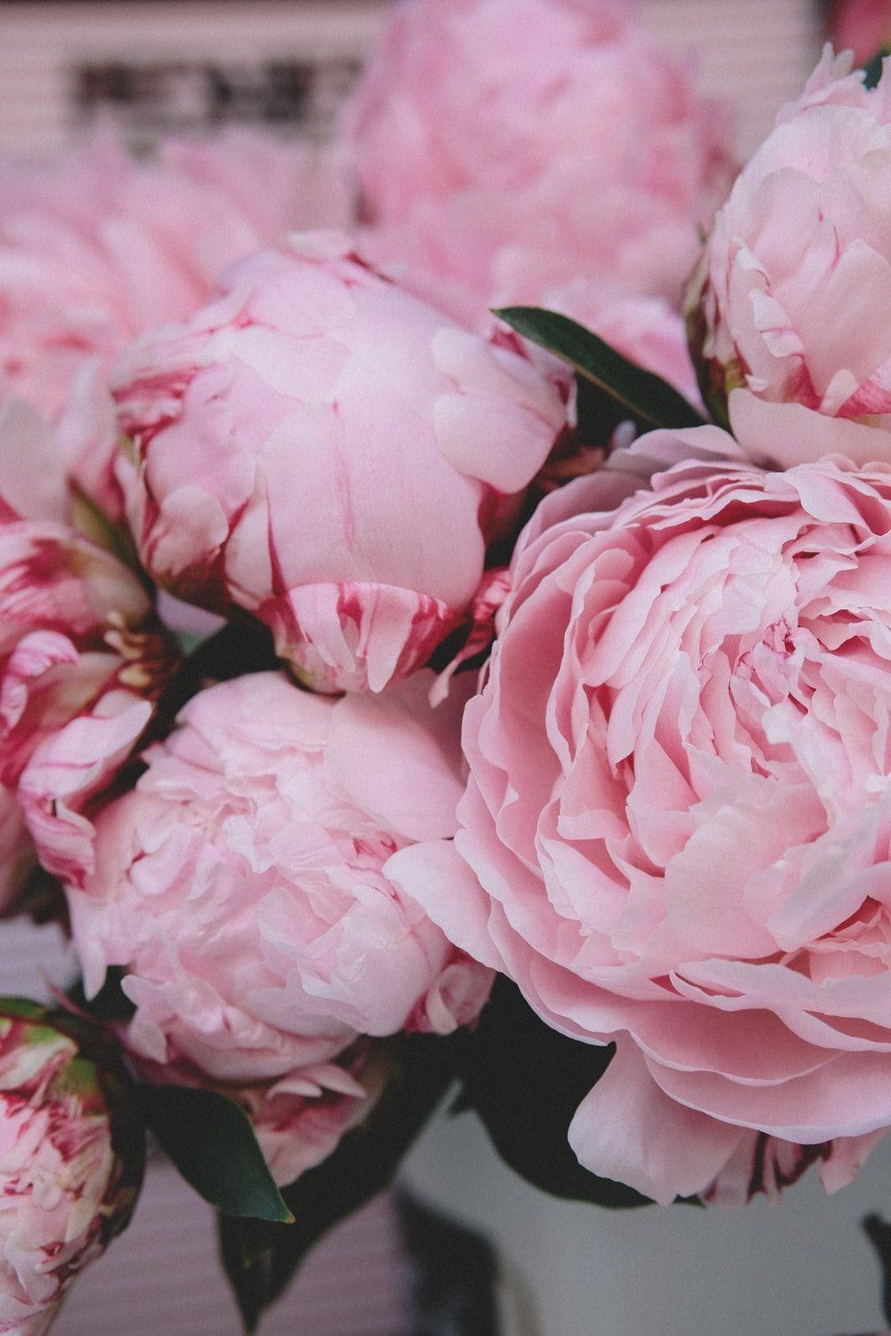 Pink Peonies Flower Wallpapers Top Free Pink Peonies Flower Backgrounds WallpaperAccess