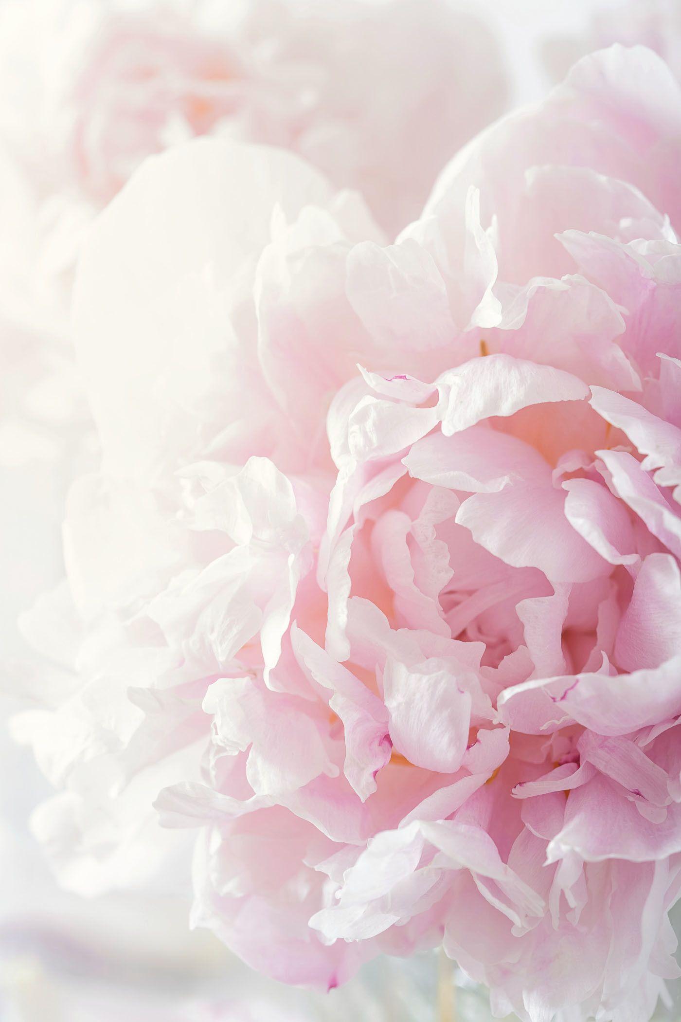 Pink Peony Wallpapers Top Free Pink Peony Backgrounds WallpaperAccess
