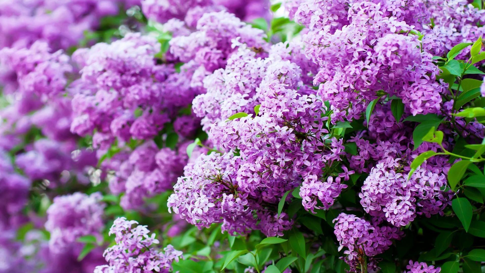 Lilac Wallpapers Top Free Lilac Backgrounds WallpaperAccess
