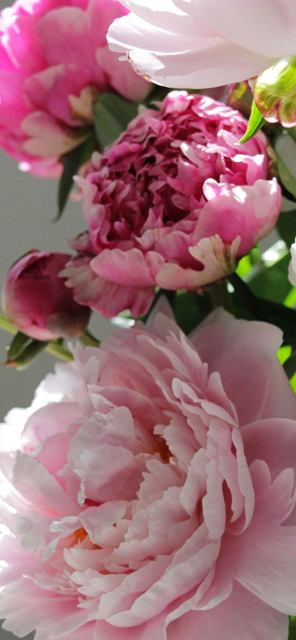 Peony iPhone Wallpapers Top Free Peony iPhone Backgrounds