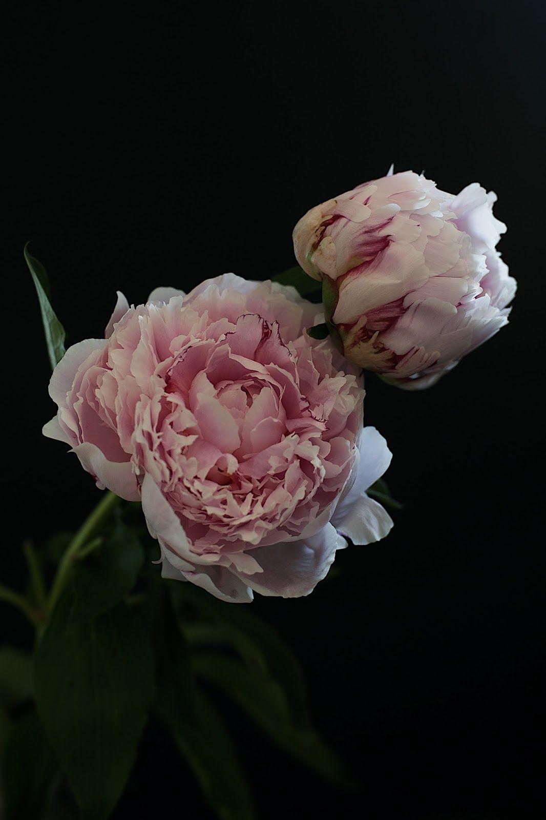 Peony iPhone Wallpapers Top Free Peony iPhone Backgrounds