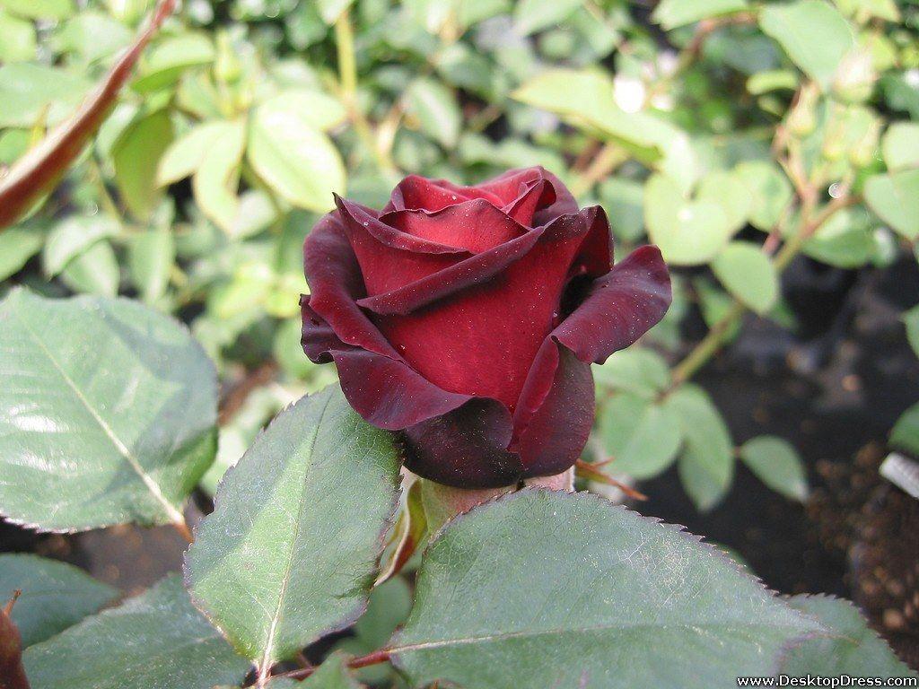 Maroon Roses Wallpapers Top Free Maroon Roses Backgrounds