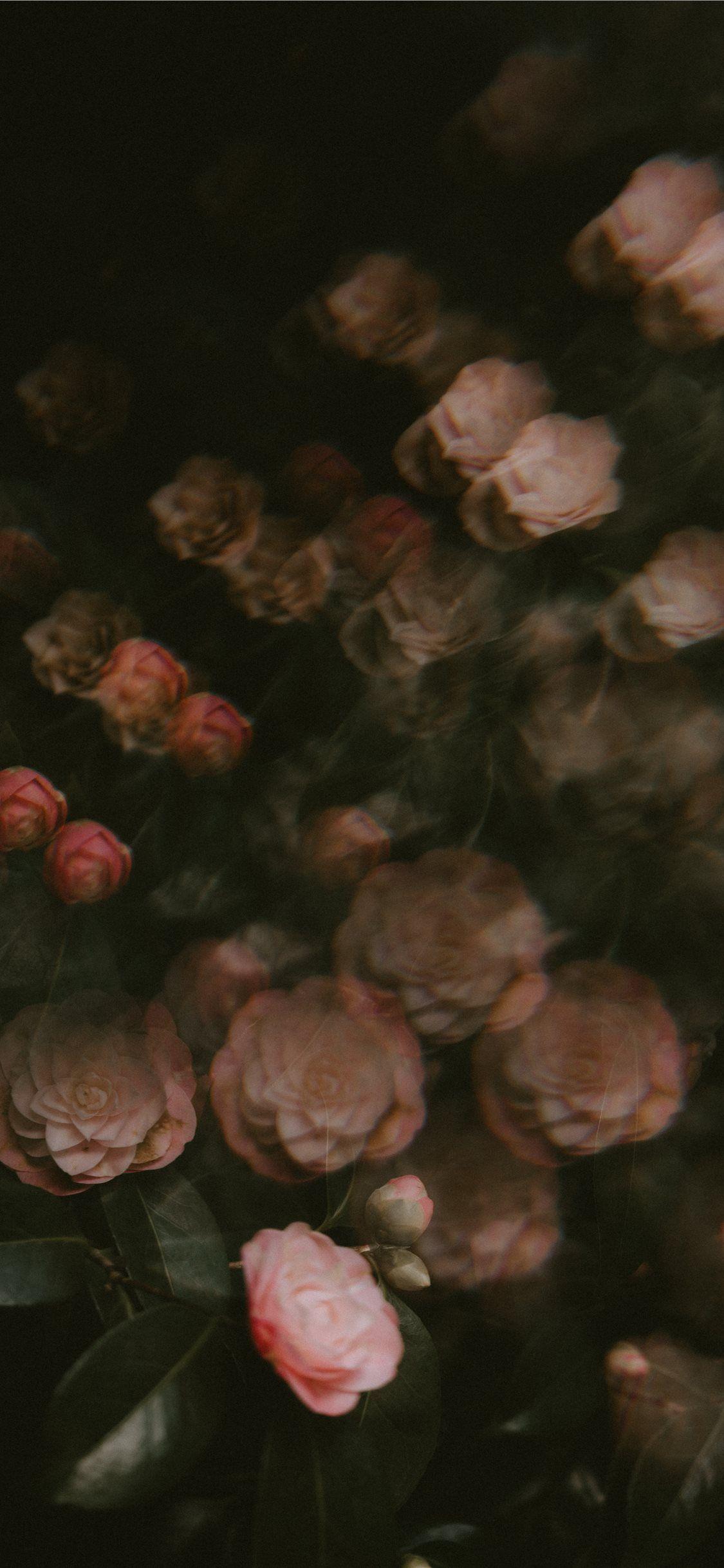 Brown Flower Wallpapers Top Free Brown Flower Backgrounds