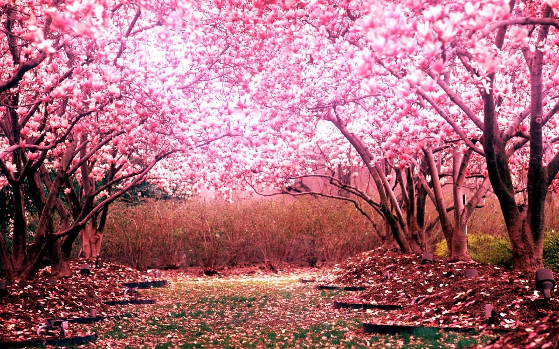 Pink Landscape Wallpapers Top Free Pink Landscape Backgrounds