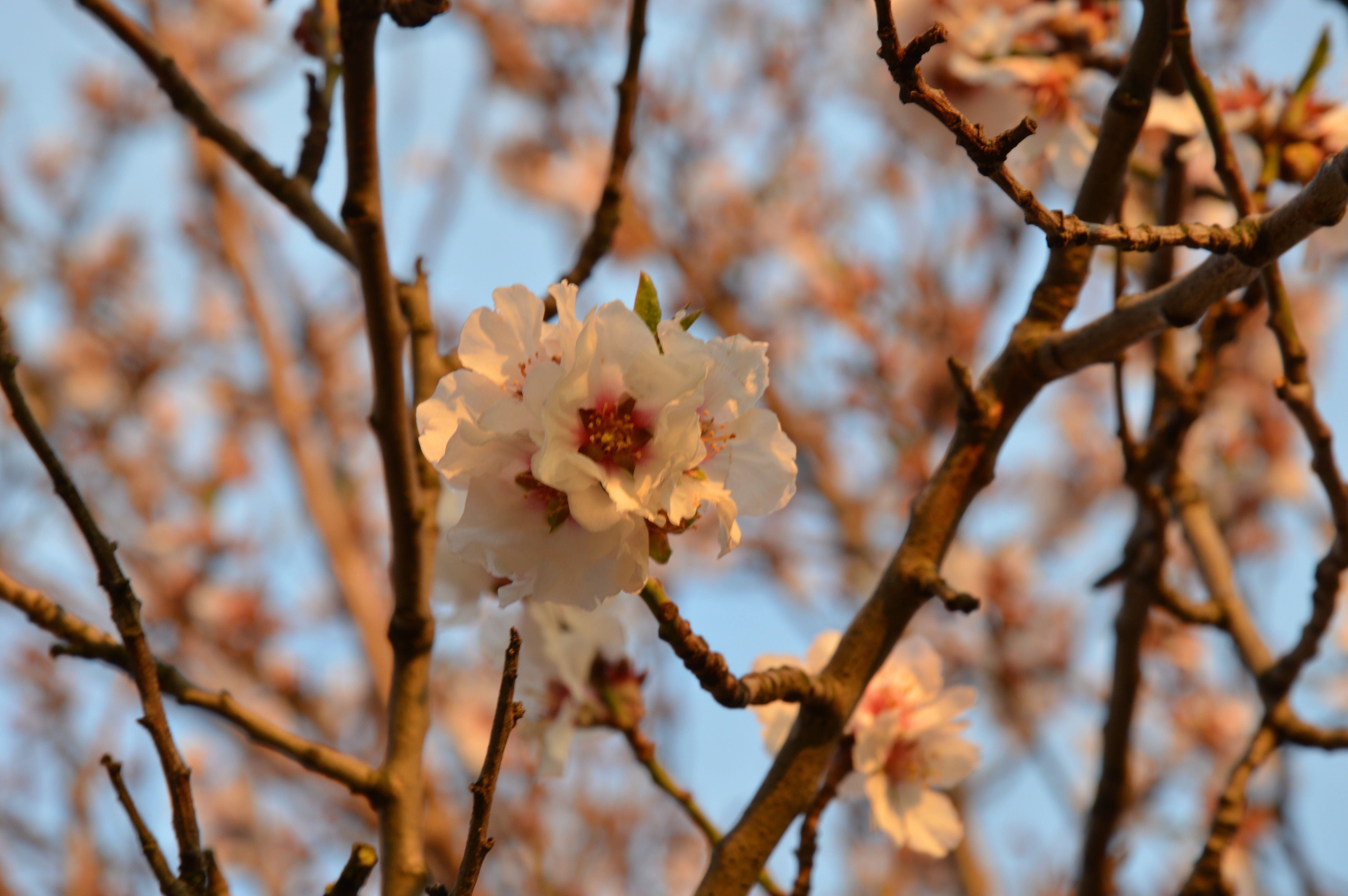 Chinese Cherry Blossom Wallpapers Top Free Chinese Cherry Blossom