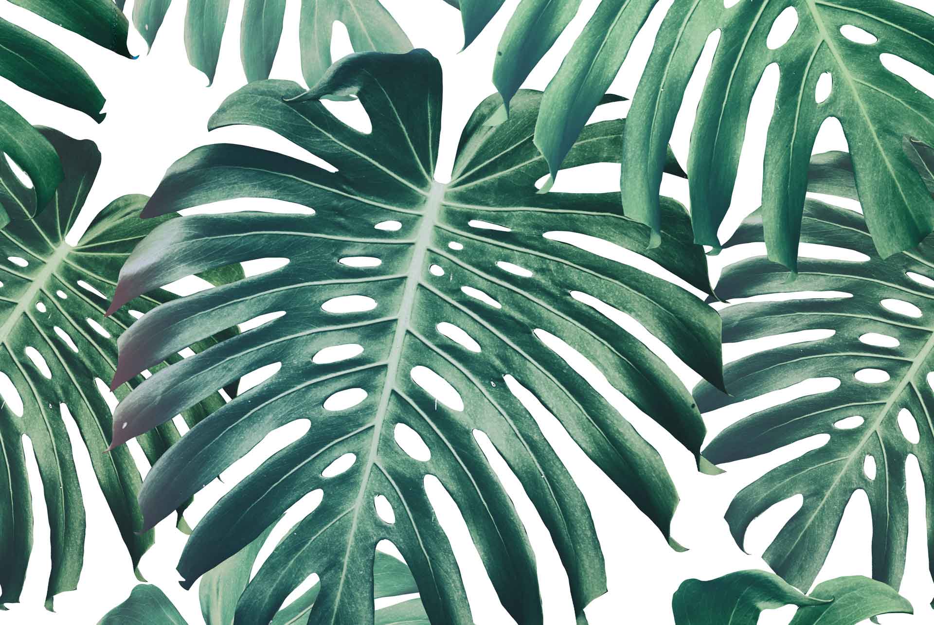 Monstera Wallpapers Top Free Monstera Backgrounds WallpaperAccess