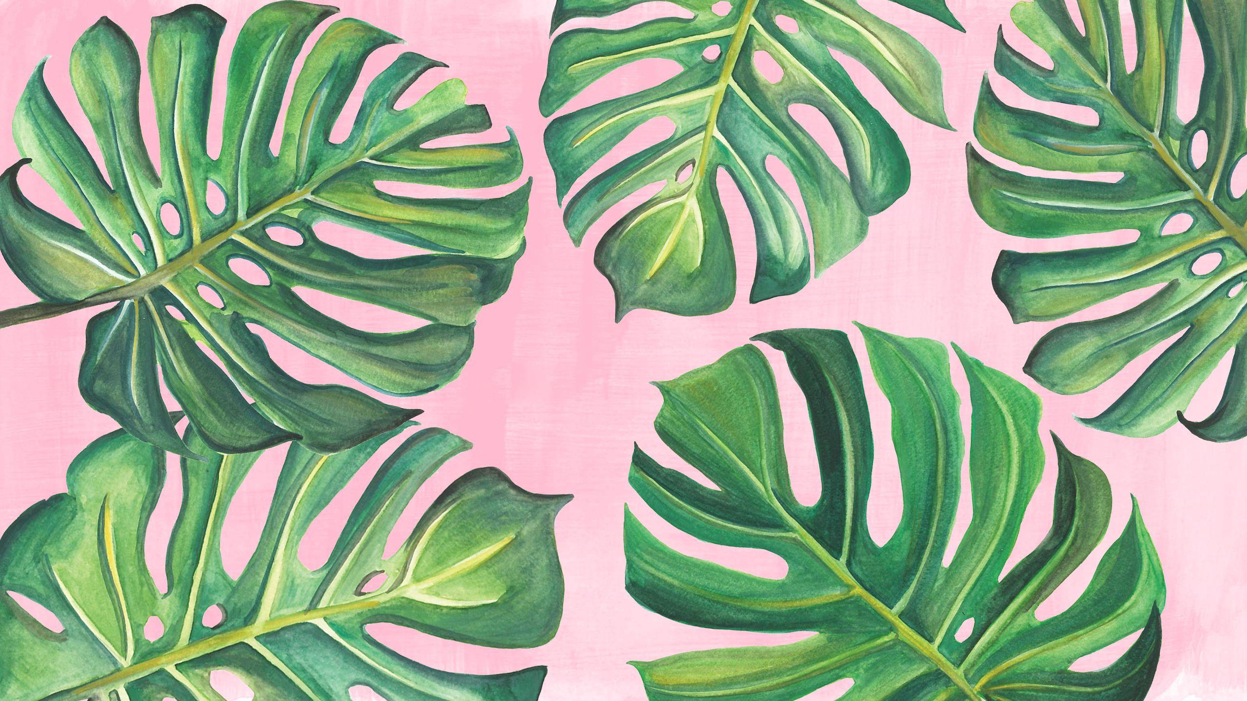 Monstera Wallpapers Top Free Monstera Backgrounds WallpaperAccess