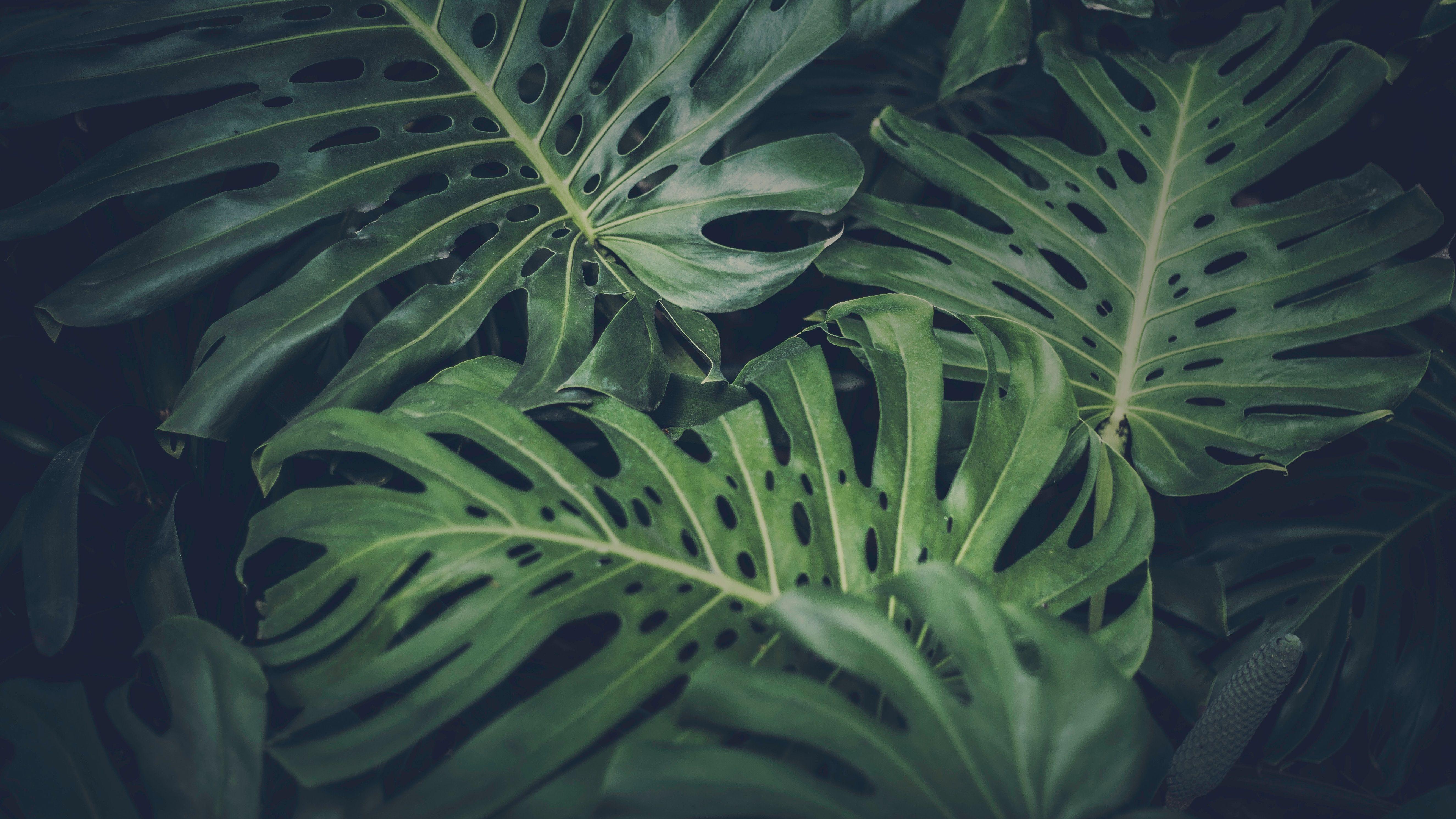 Monstera Wallpapers Top Free Monstera Backgrounds WallpaperAccess