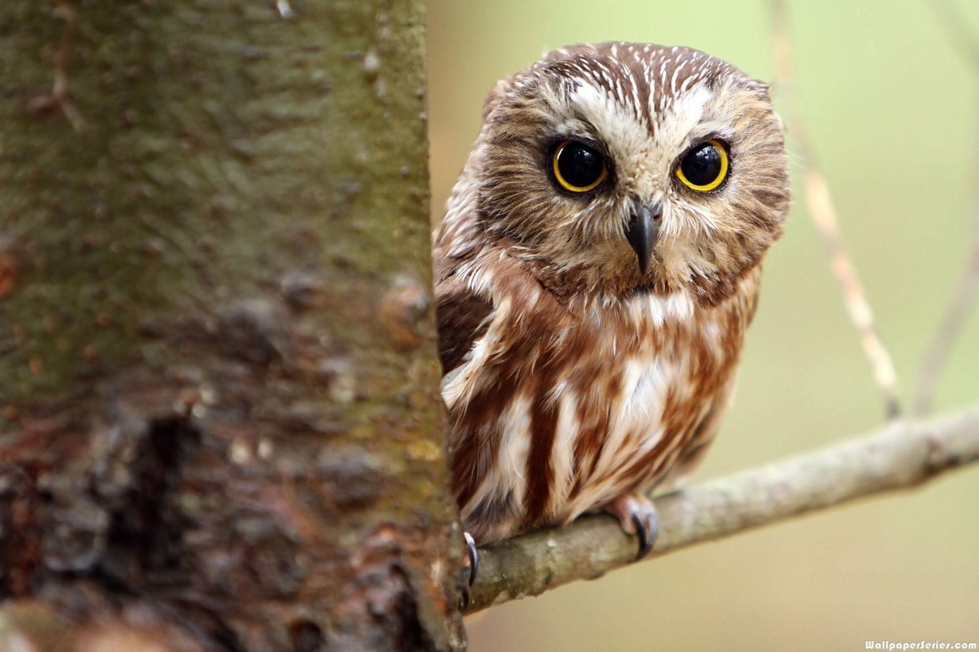Baby Owl Wallpapers Top Free Baby Owl Backgrounds WallpaperAccess